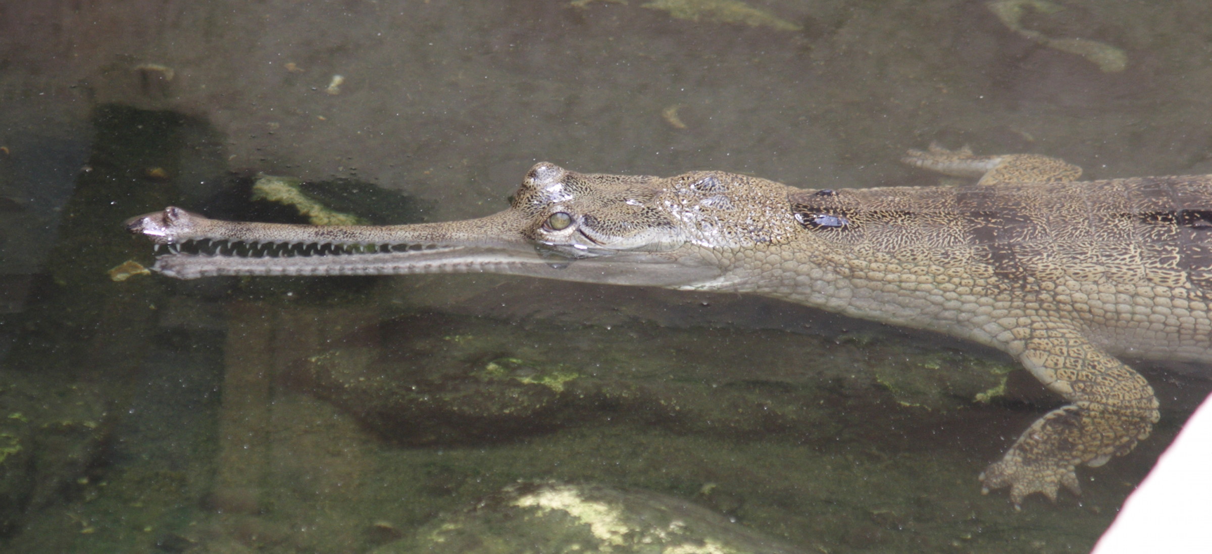 gavialis_gangeticus4sd