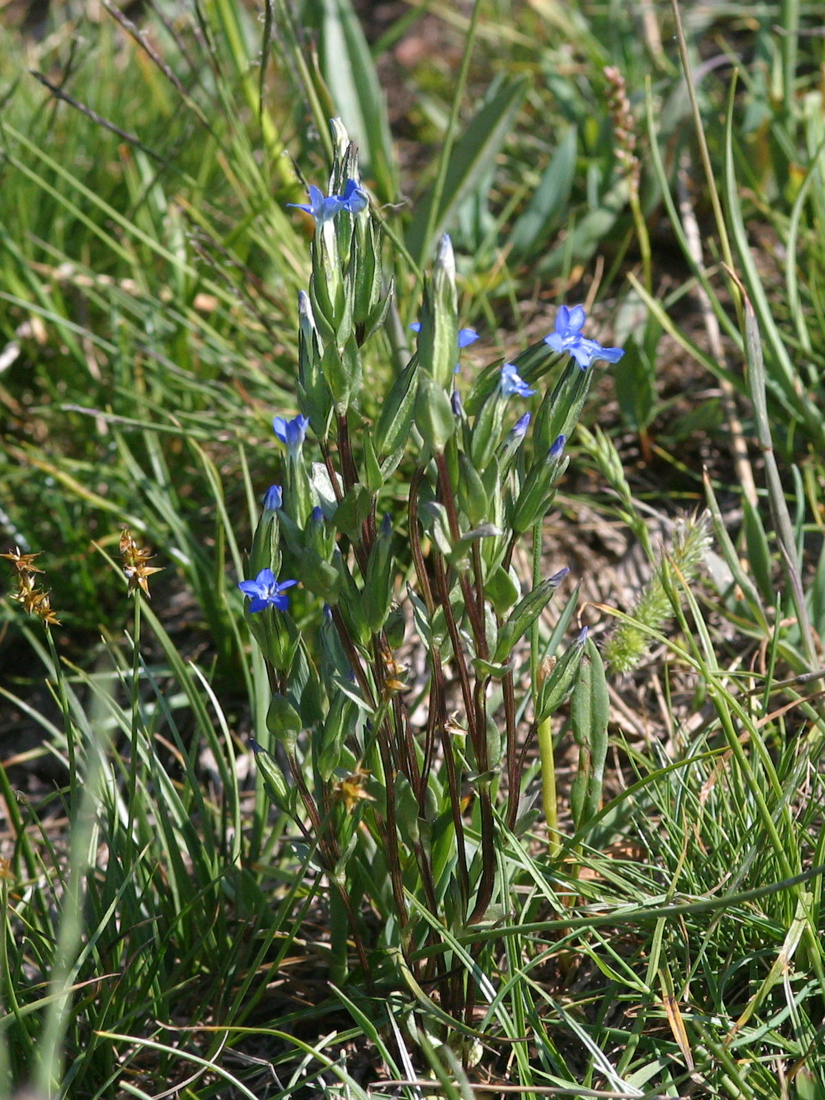 gentiana_bavarica1md