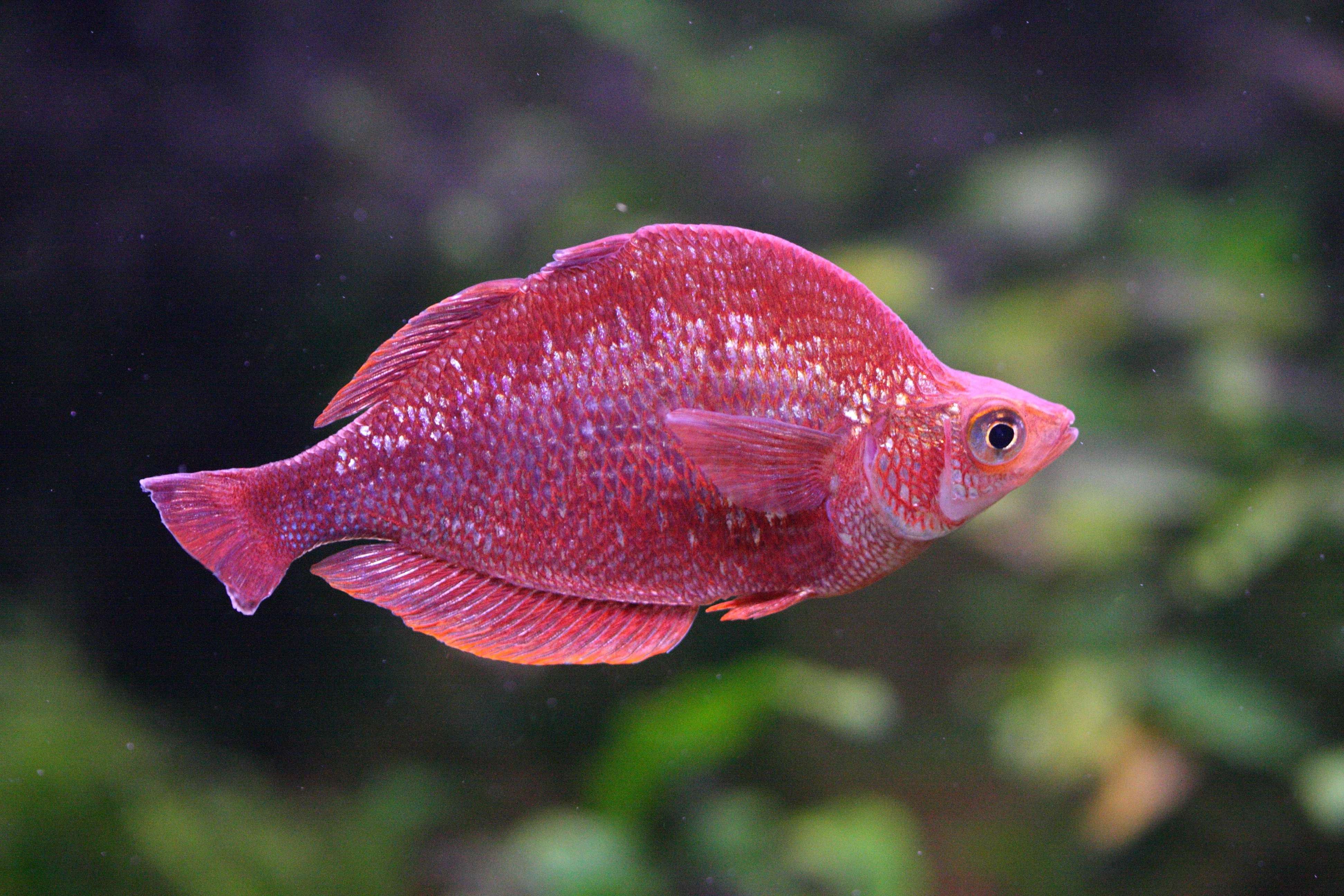 glossolepis_incisus1bd