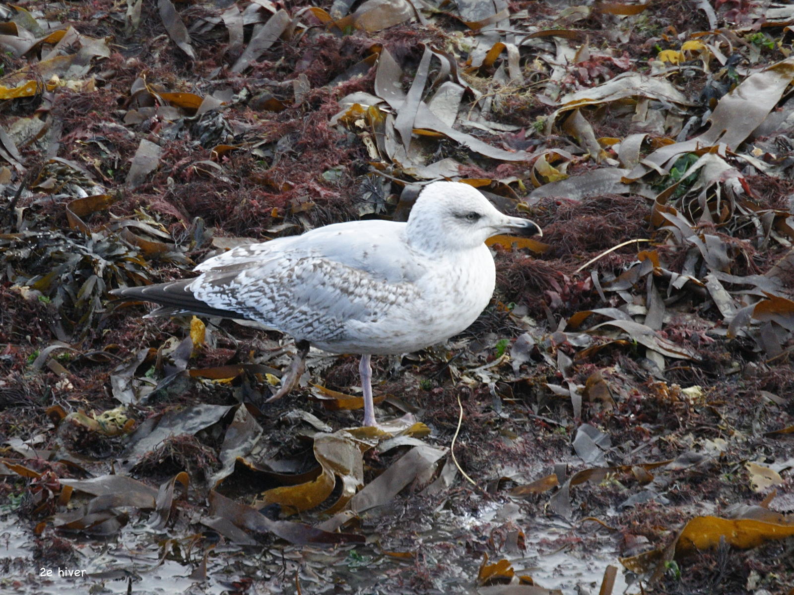 goeland_argente_-_larus_argentatus6md