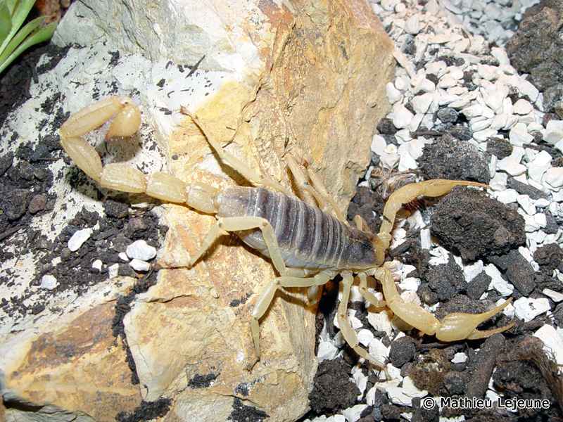 hadrurus_arizonensis5ml