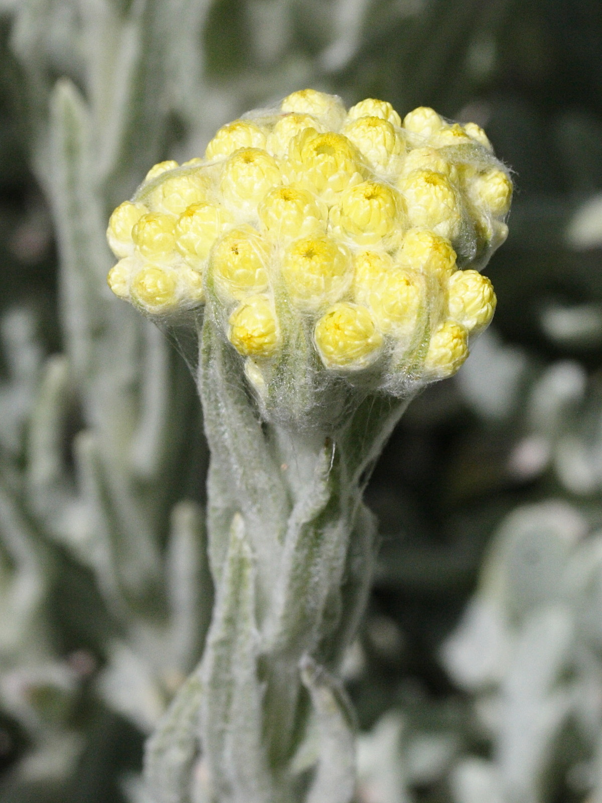 Afficher le média helichrysum_compactum2md helichrysum_compactum2md