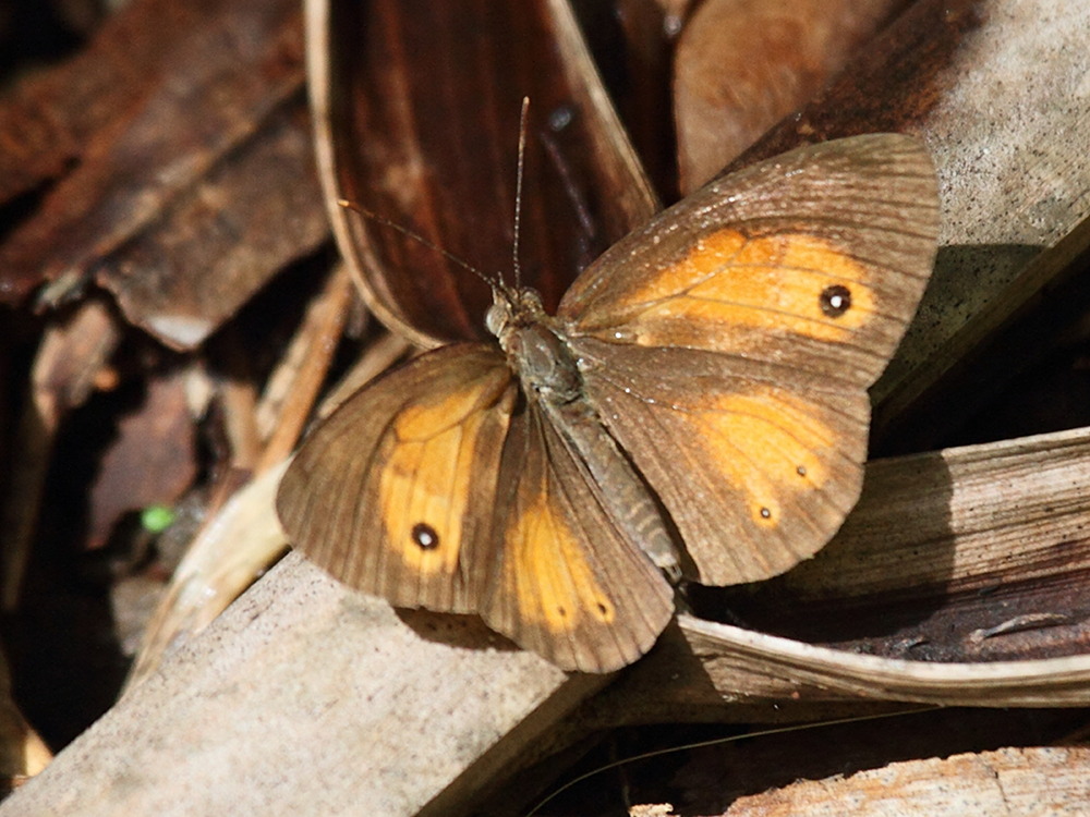 henotesia_narcissus_borbonica2bd