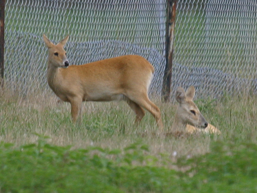 hydropotes_inermis_inermis2bd