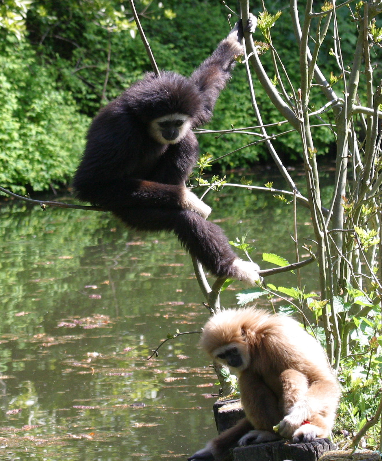 hylobates_lar4bd