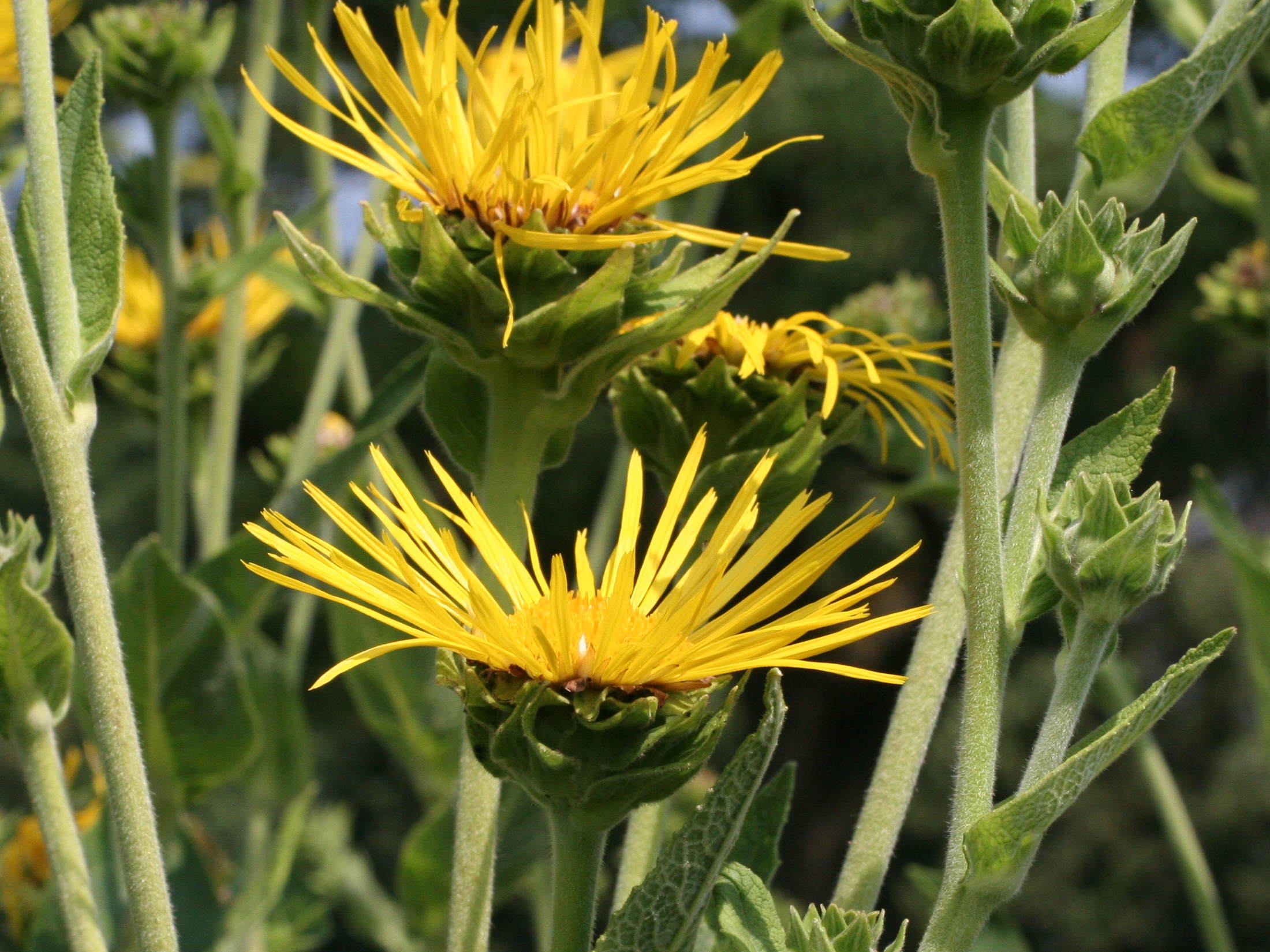 inula_helenium2md