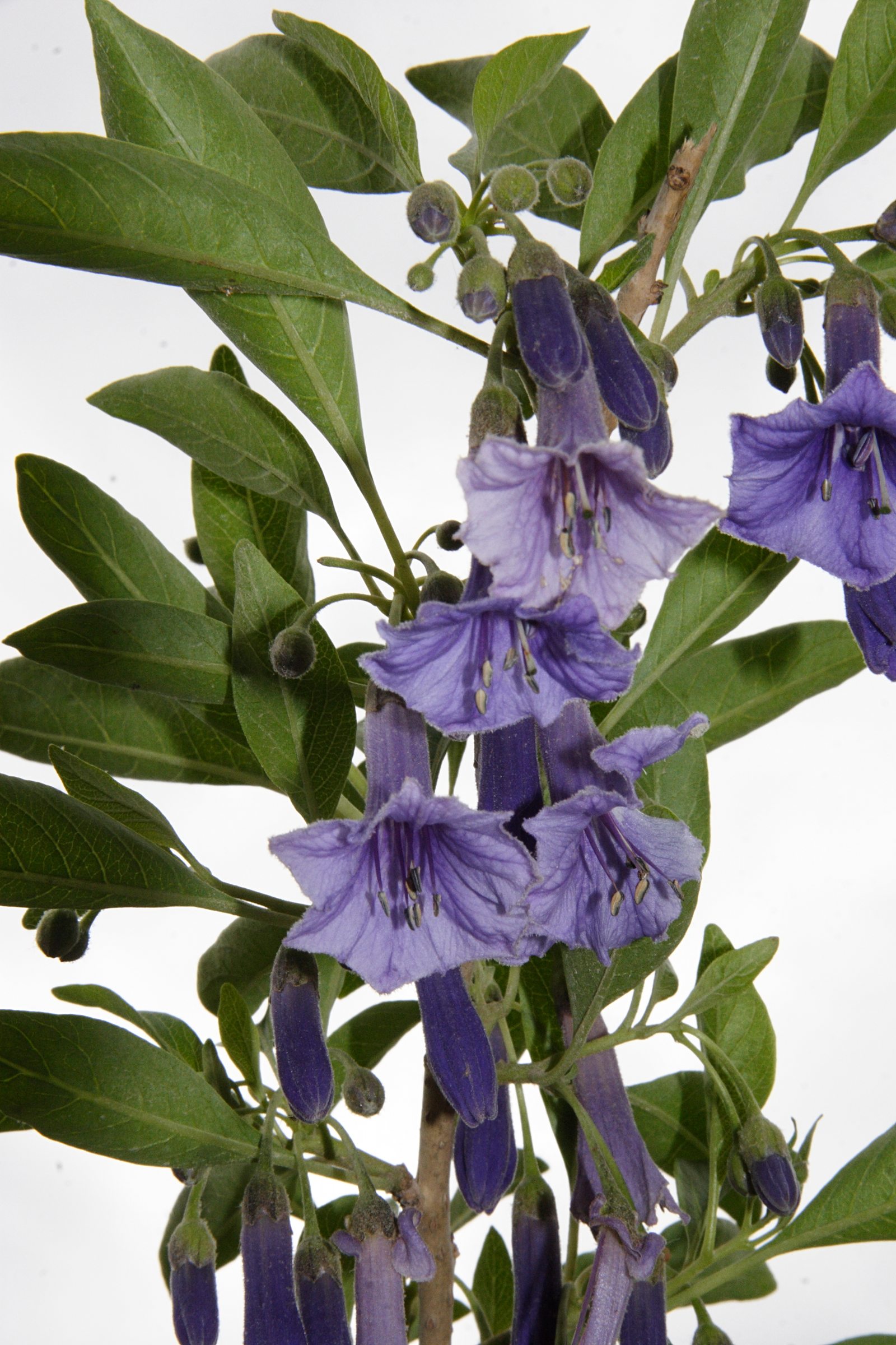 iochroma_australis2md