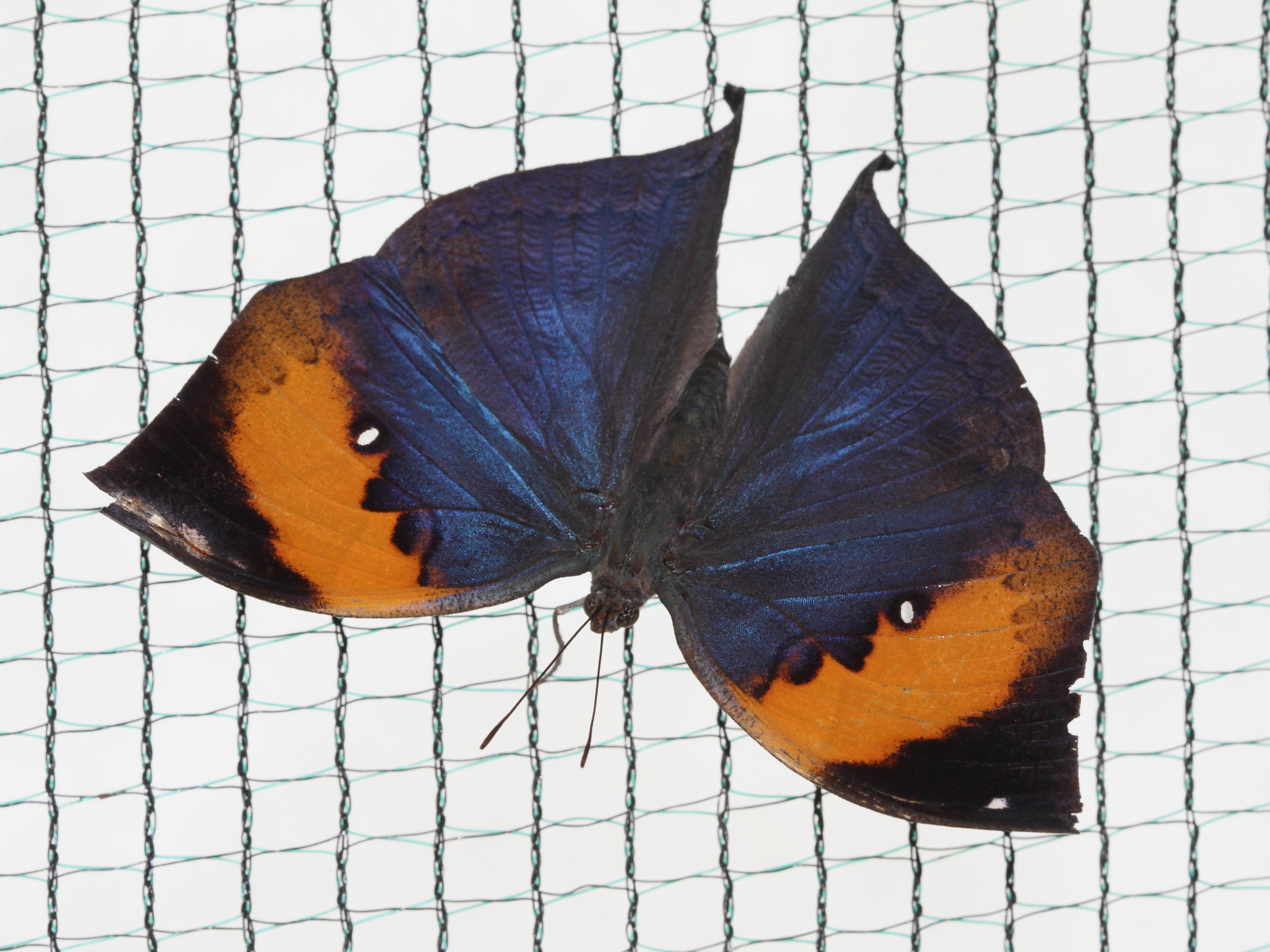 Afficher le média kallima_paralekta3bd kallima_paralekta3bd