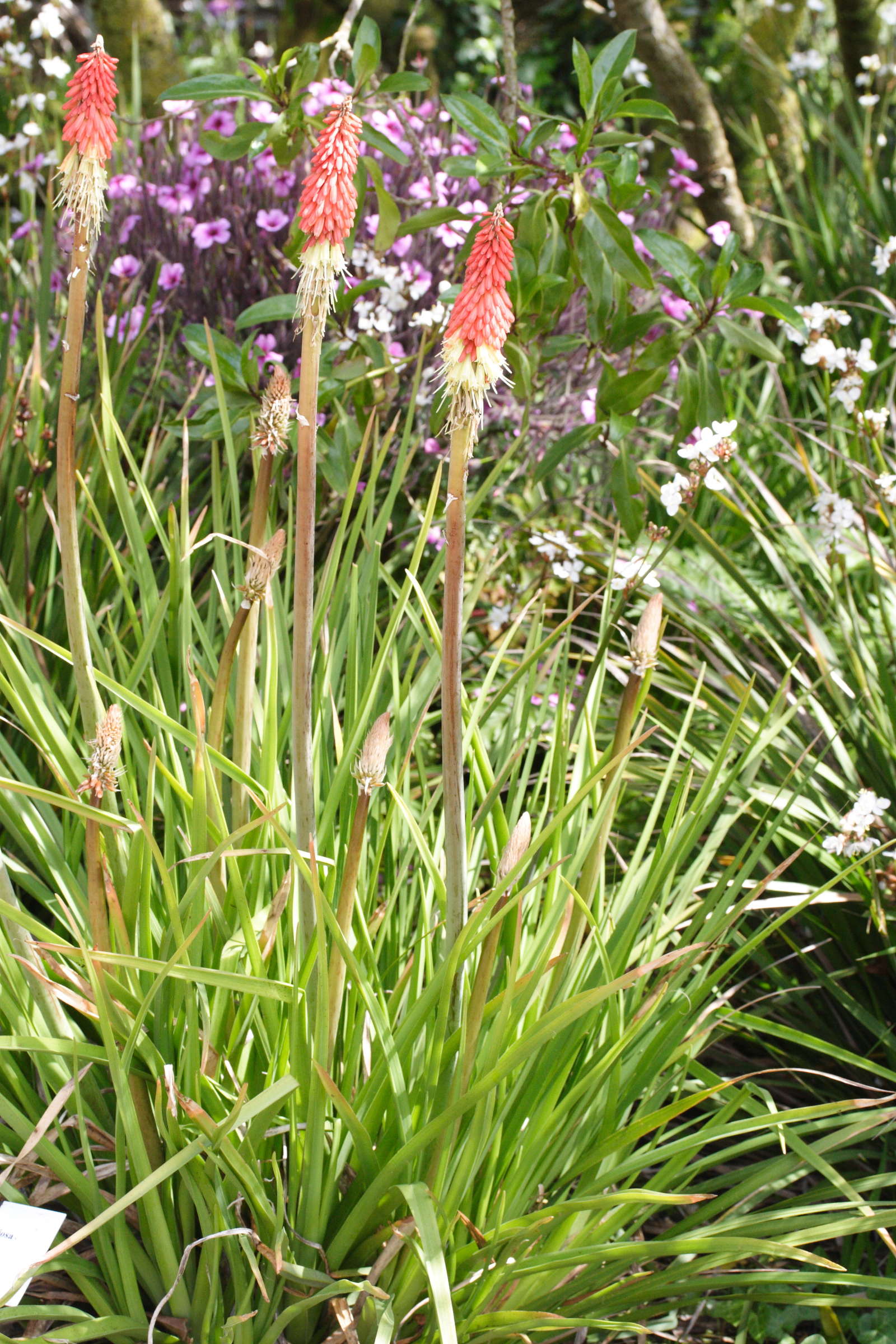 kniphofia_foliosa1md