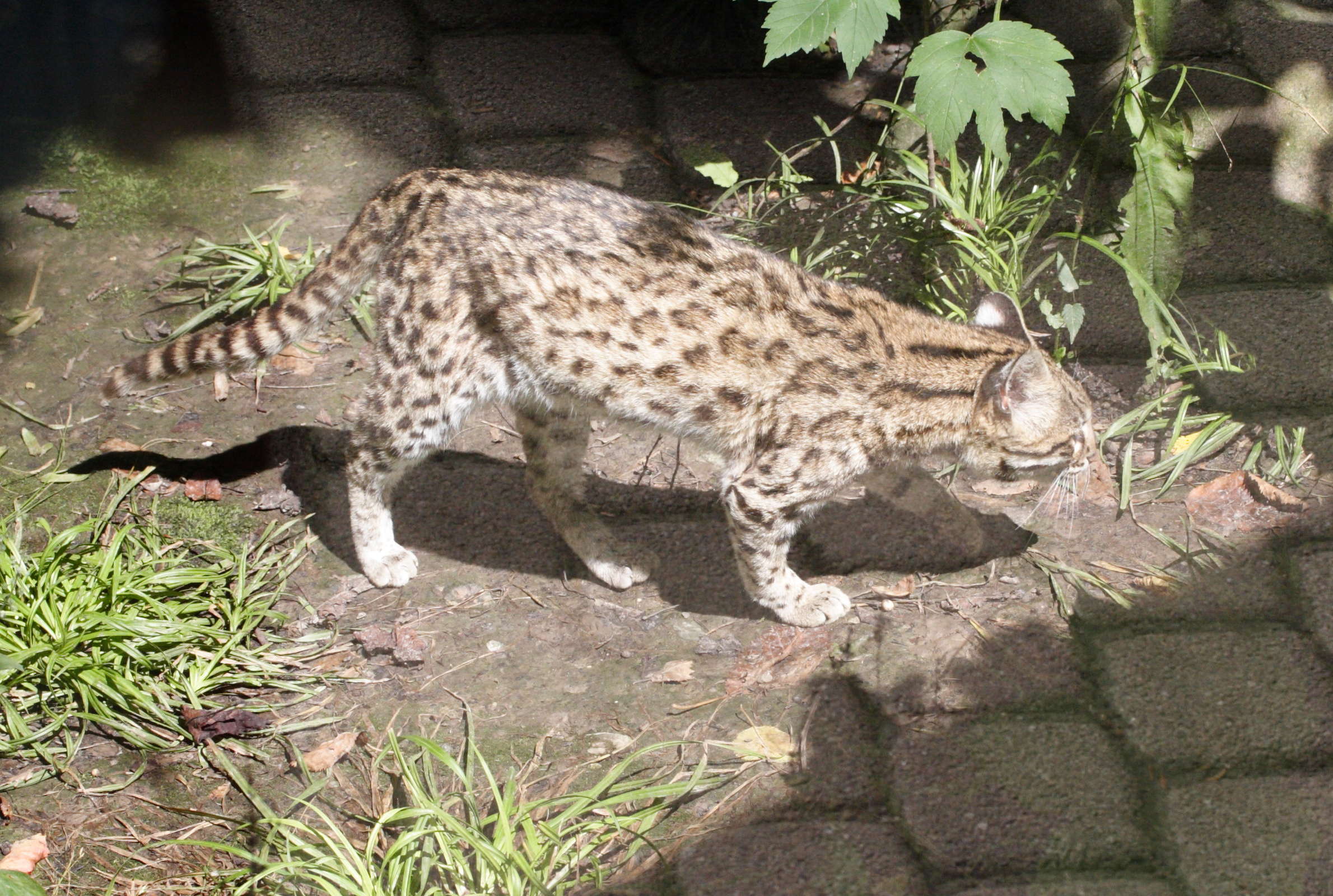 Afficher le média Leopardus_tigrinus Leopardus_tigrinus