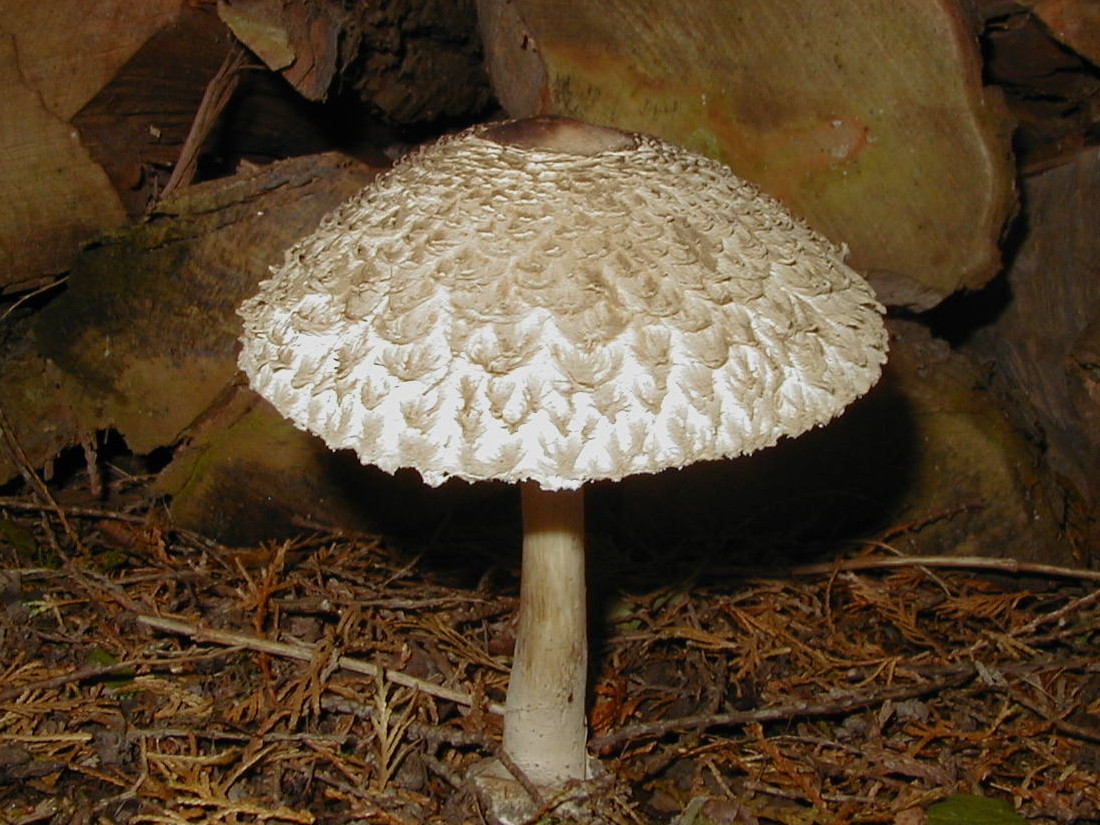 lepiota_procera3bd