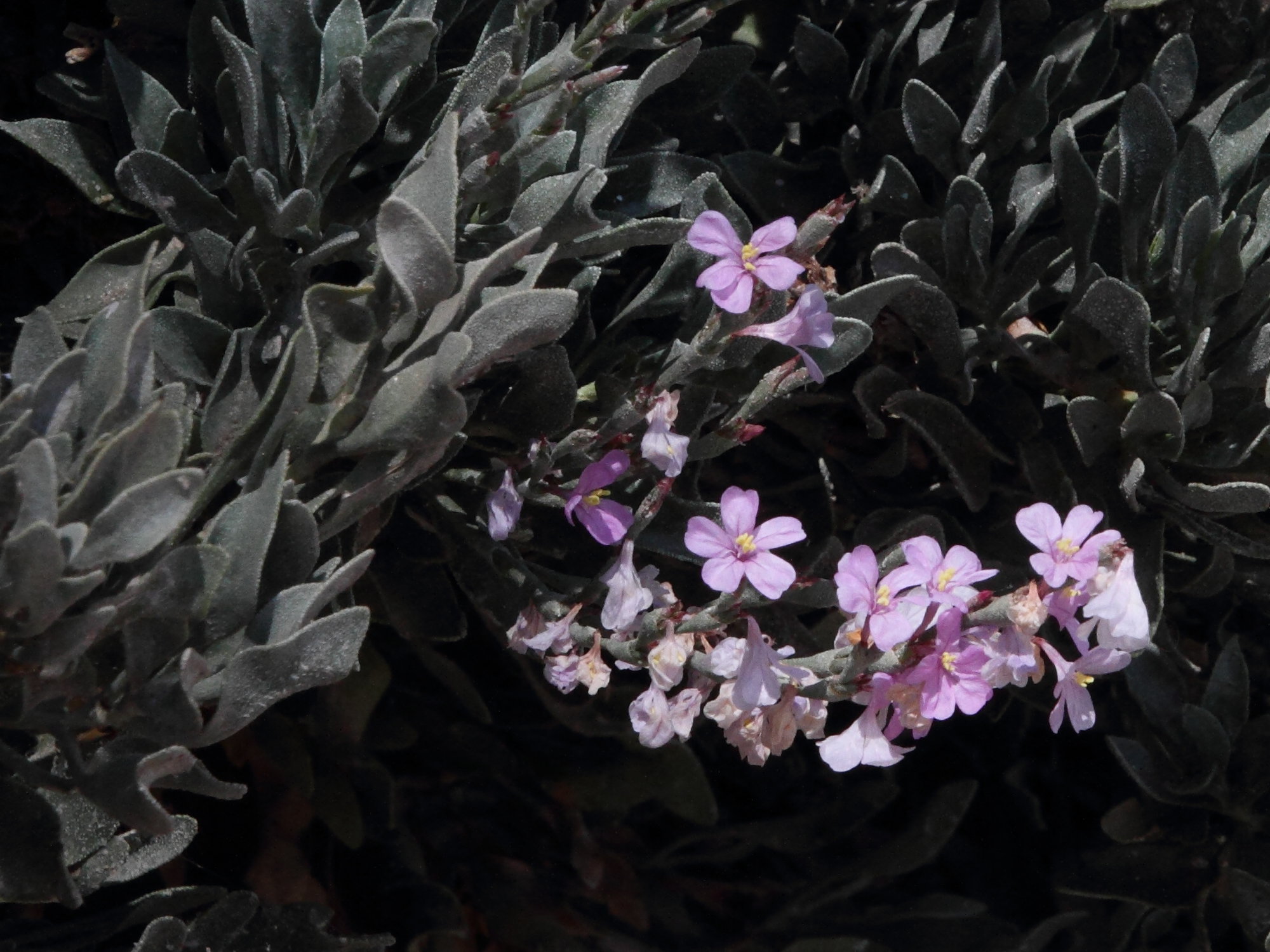 Afficher le média limoniastrum_monopetalum3md limoniastrum_monopetalum3md