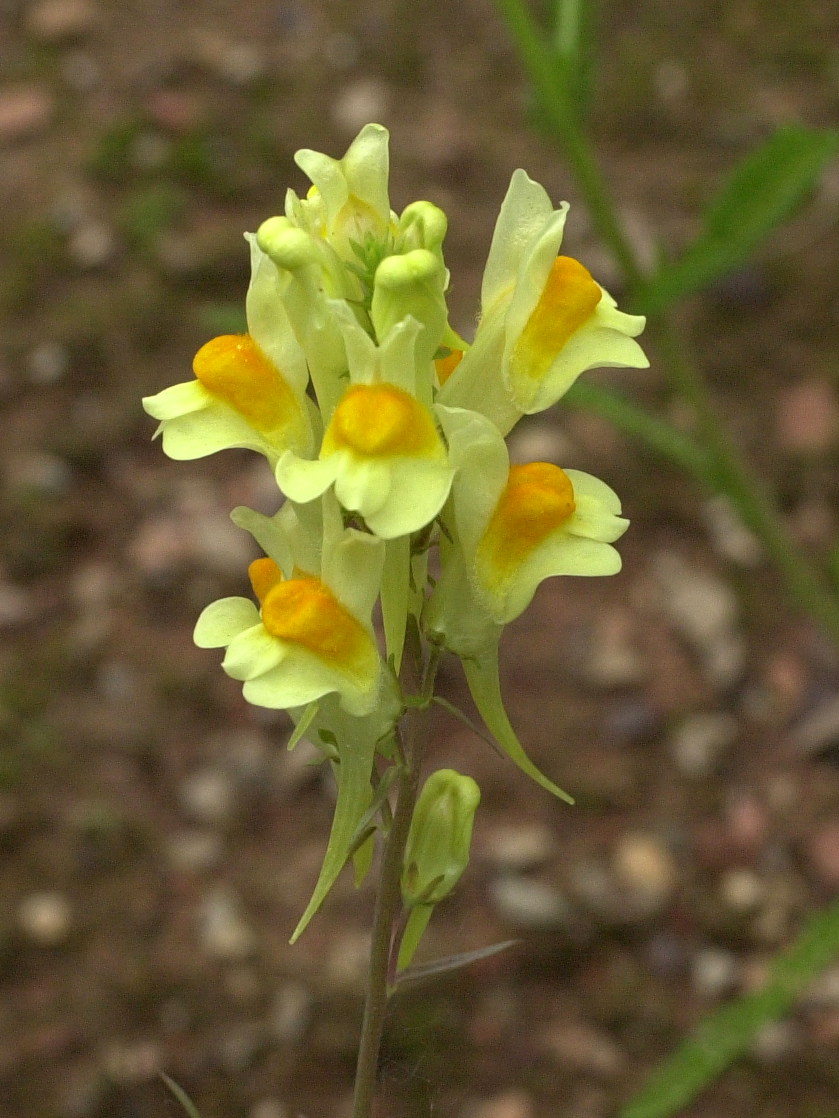 Afficher le média linaria_vulgaris2bmd linaria_vulgaris2bmd