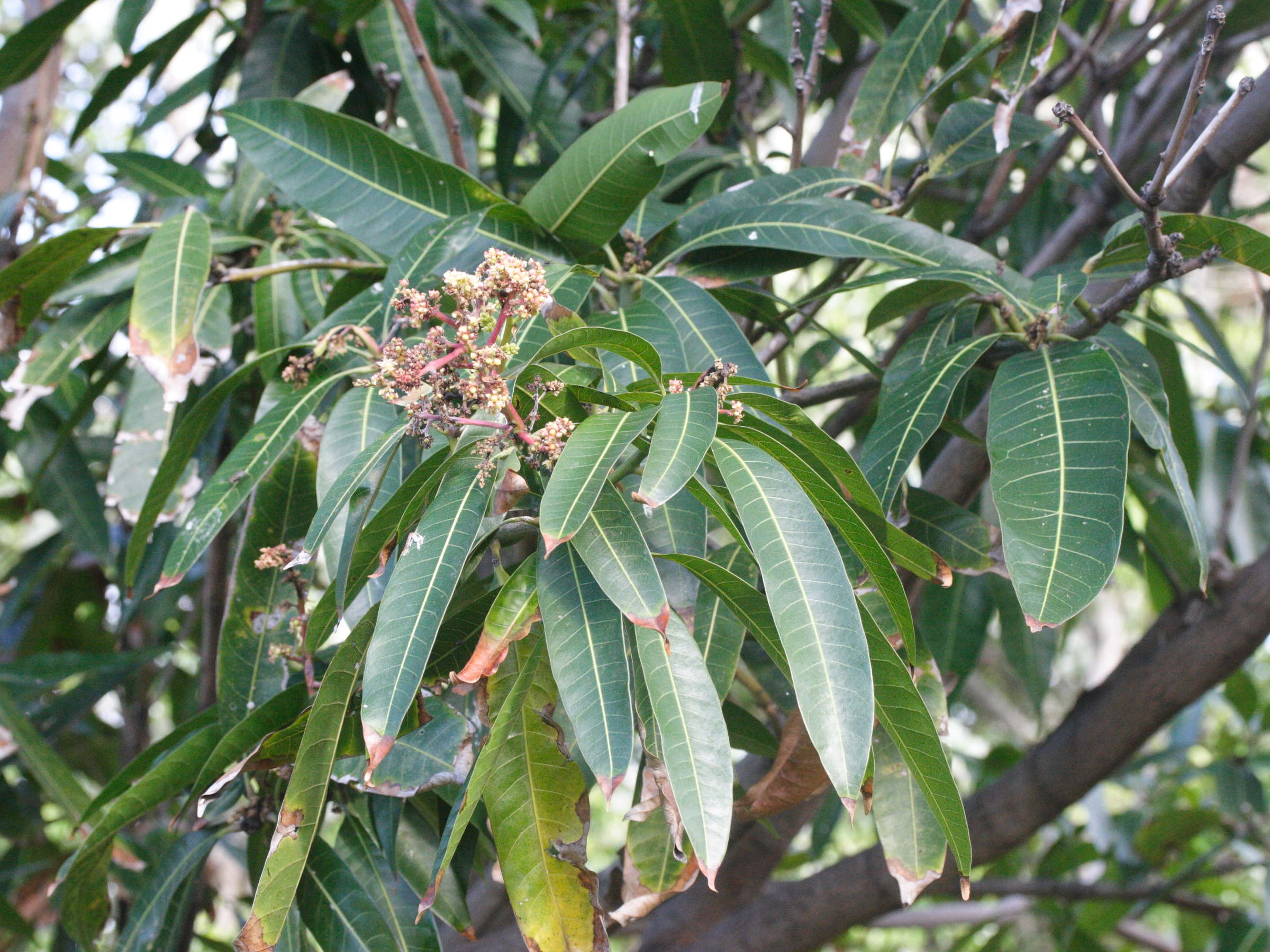 Afficher le média Litchi_chinensis Litchi_chinensis