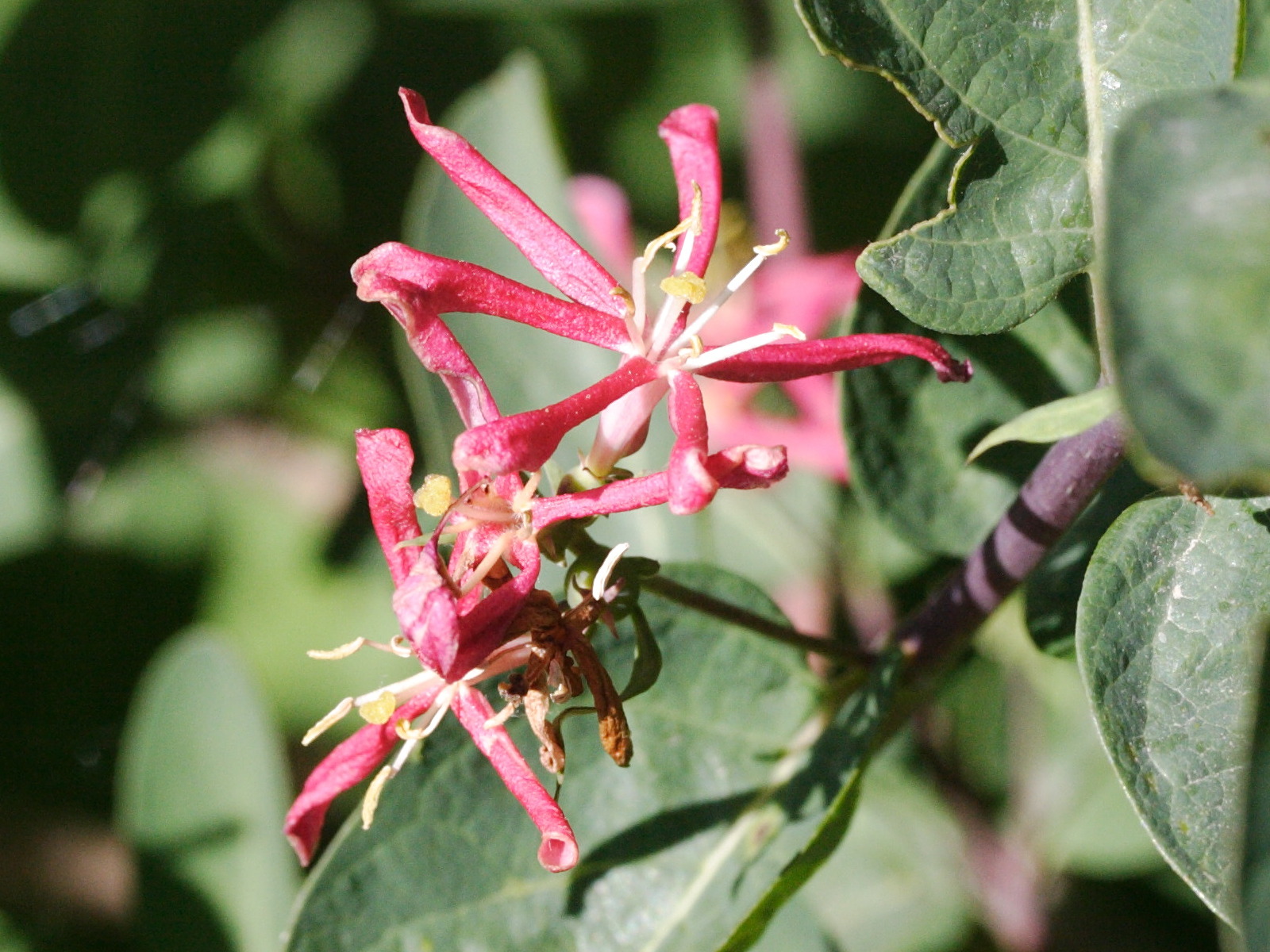 Afficher le média lonicera_tatarica5md lonicera_tatarica5md