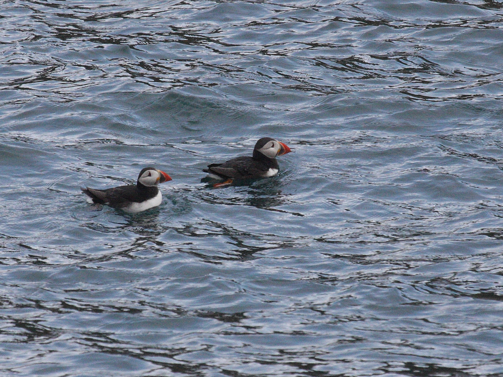 macareux_moine_-_fratercula_arctica1bd