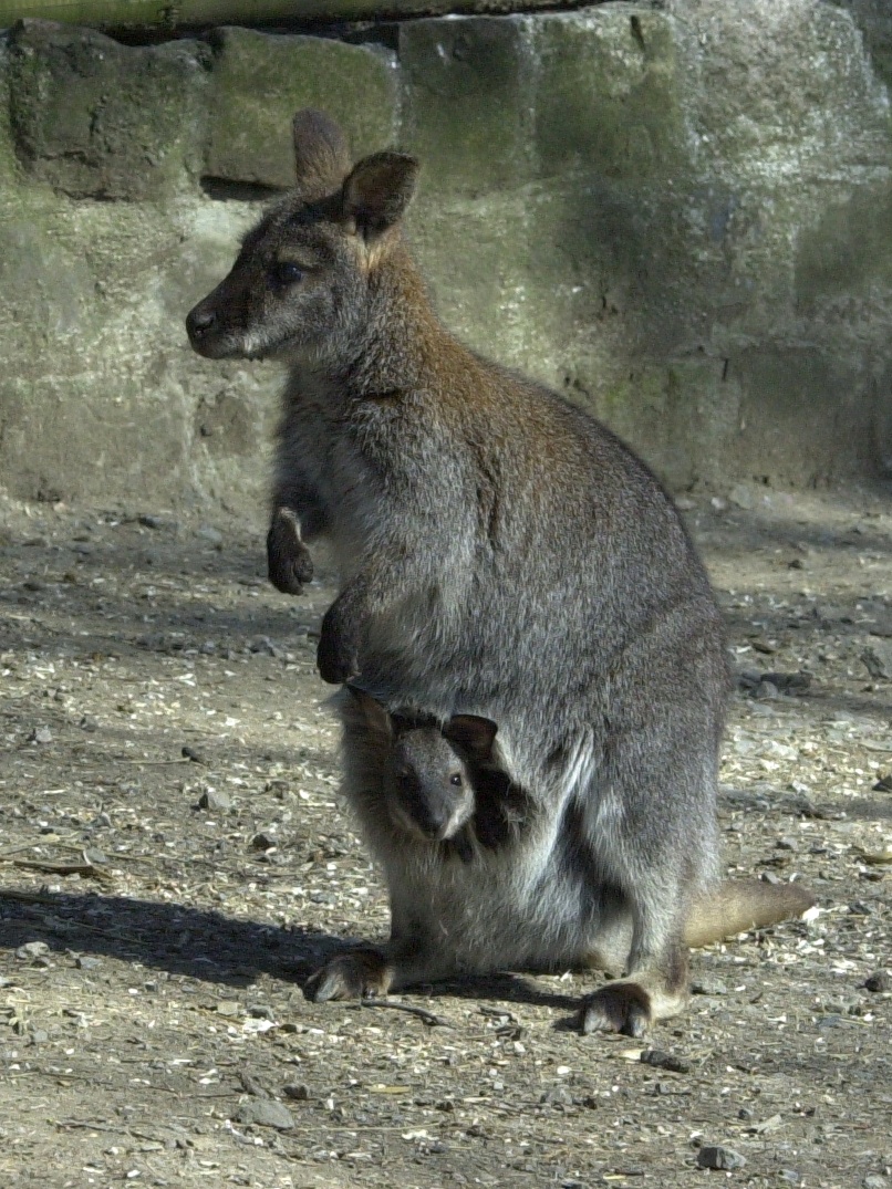 macropus_rufogriseus2md