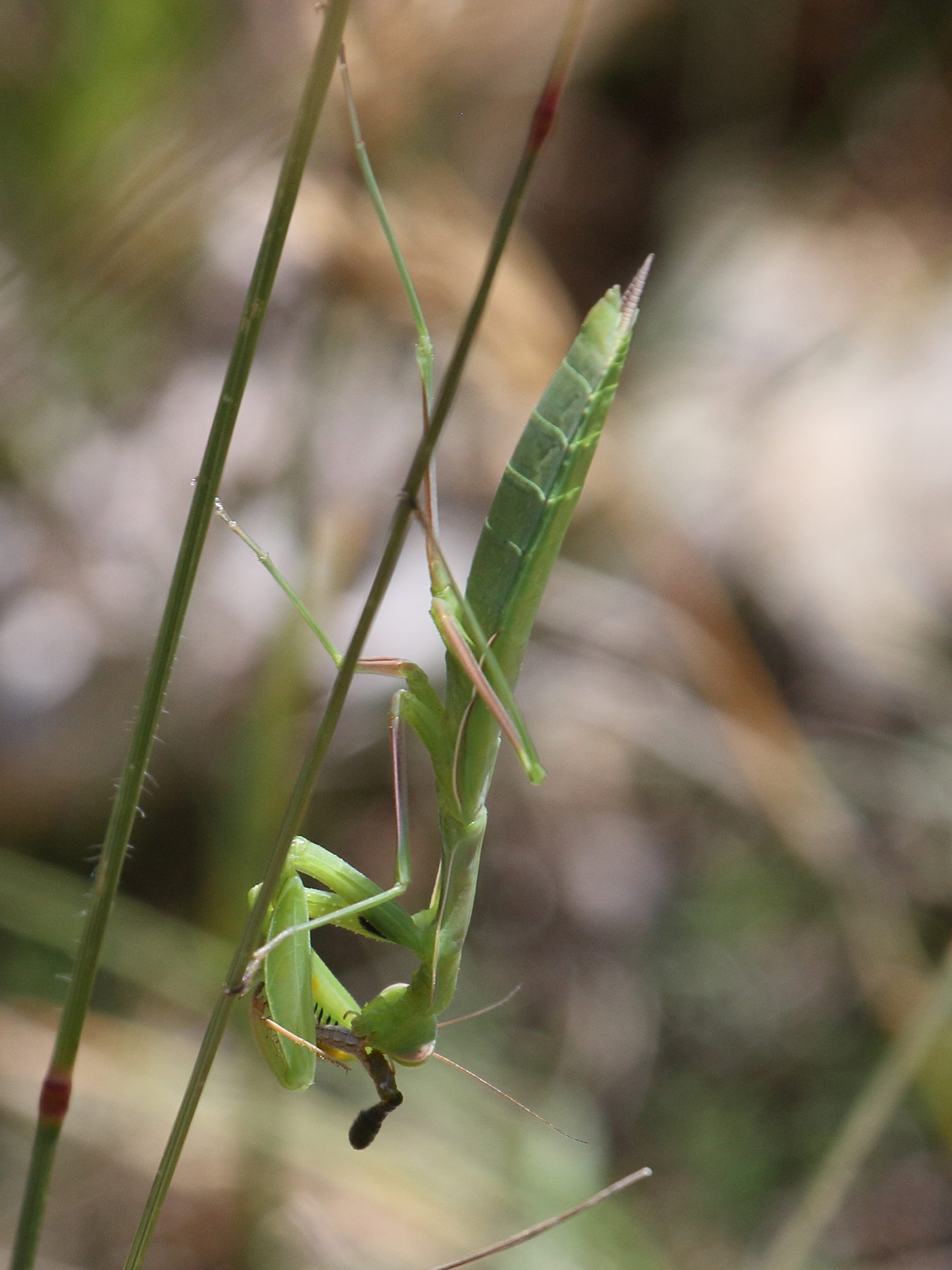mantis_religiosa3bd