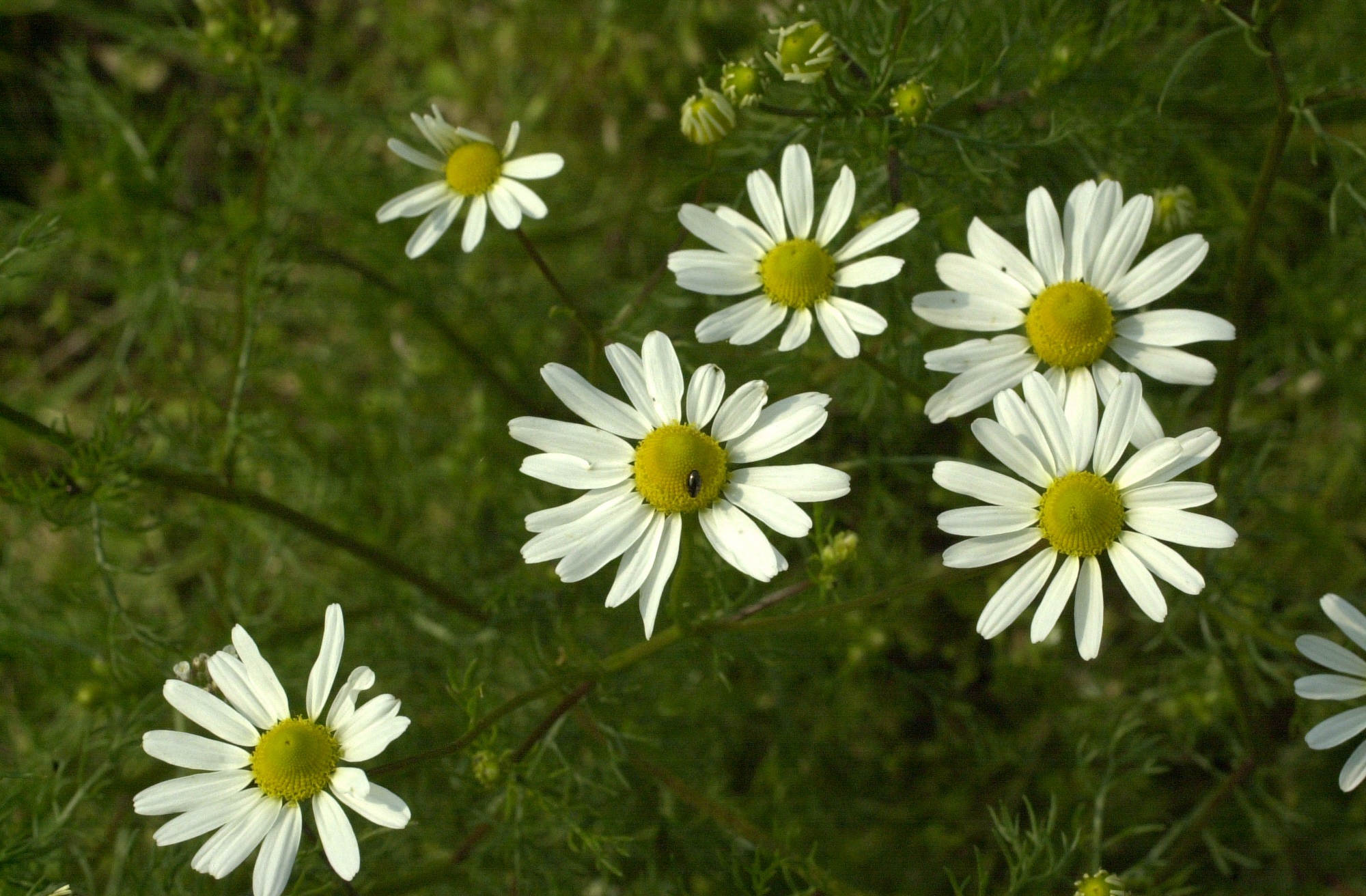 Afficher le média matricaria_chamomilla2md matricaria_chamomilla2md