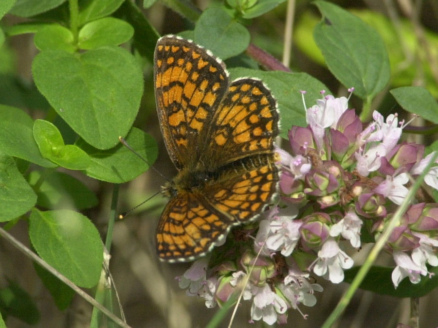 Afficher le média melitaea_athalia1md melitaea_athalia1md