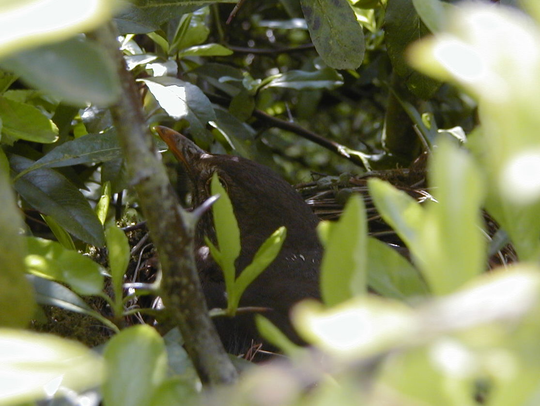 merle_noir_-_turdus_merula_nid1md