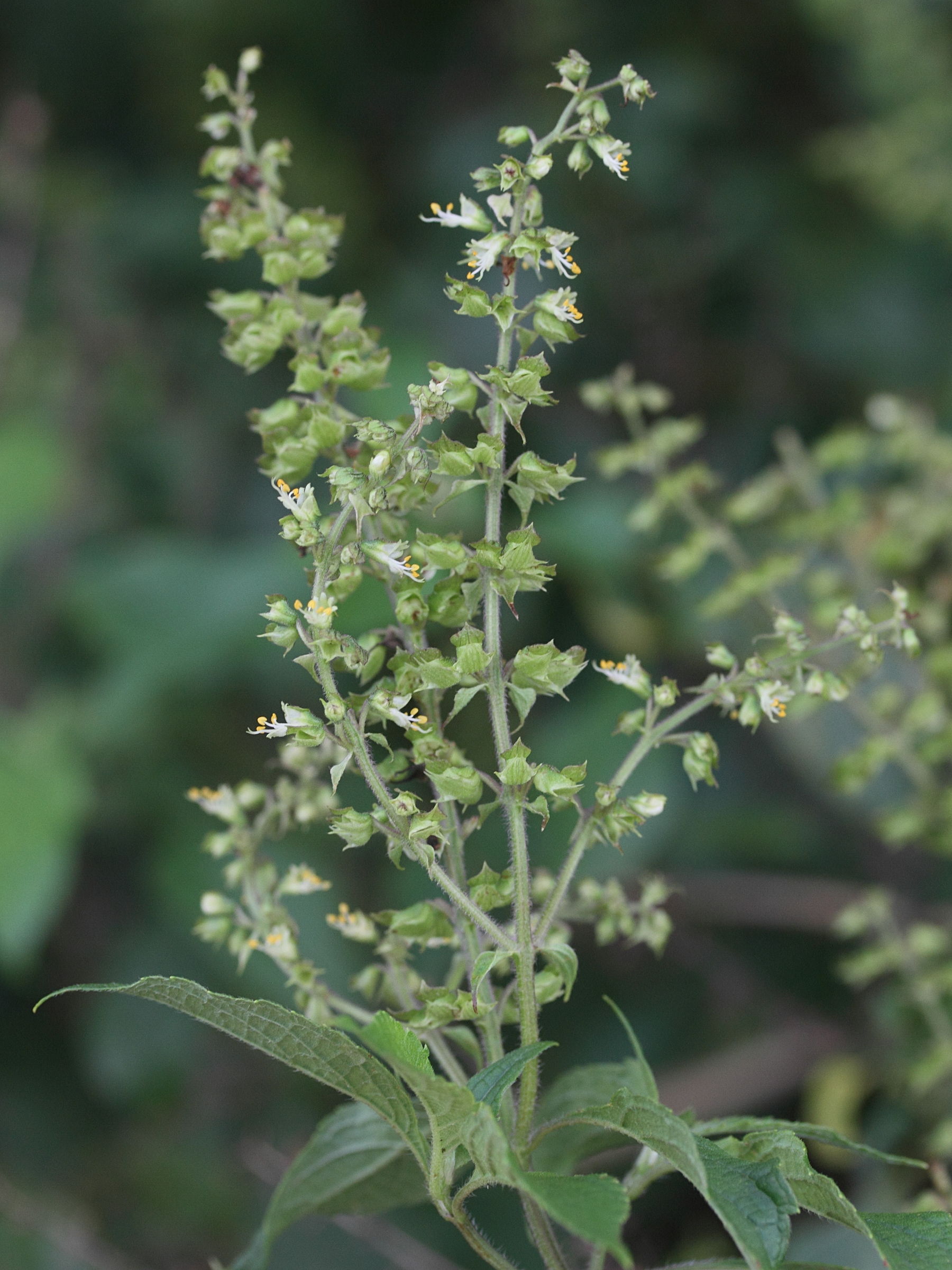 ocimum_gratissimum3md