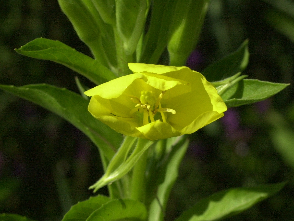 oenothera_biennis4md