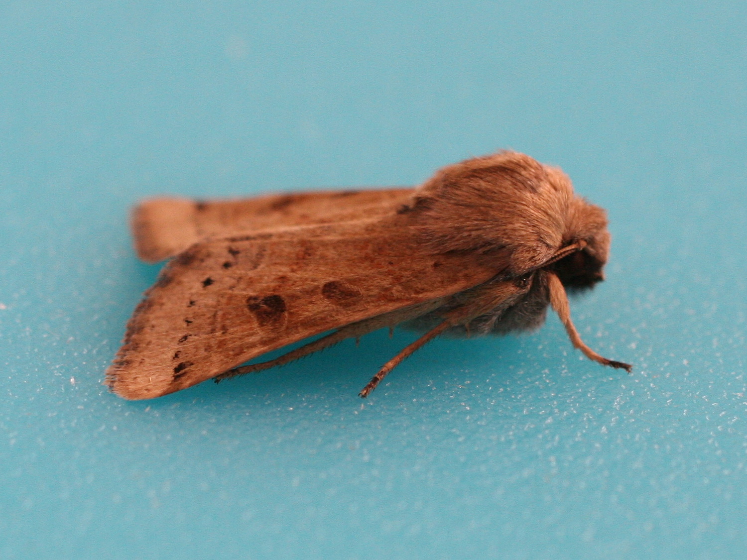 omphaloscelis_lunosa1md