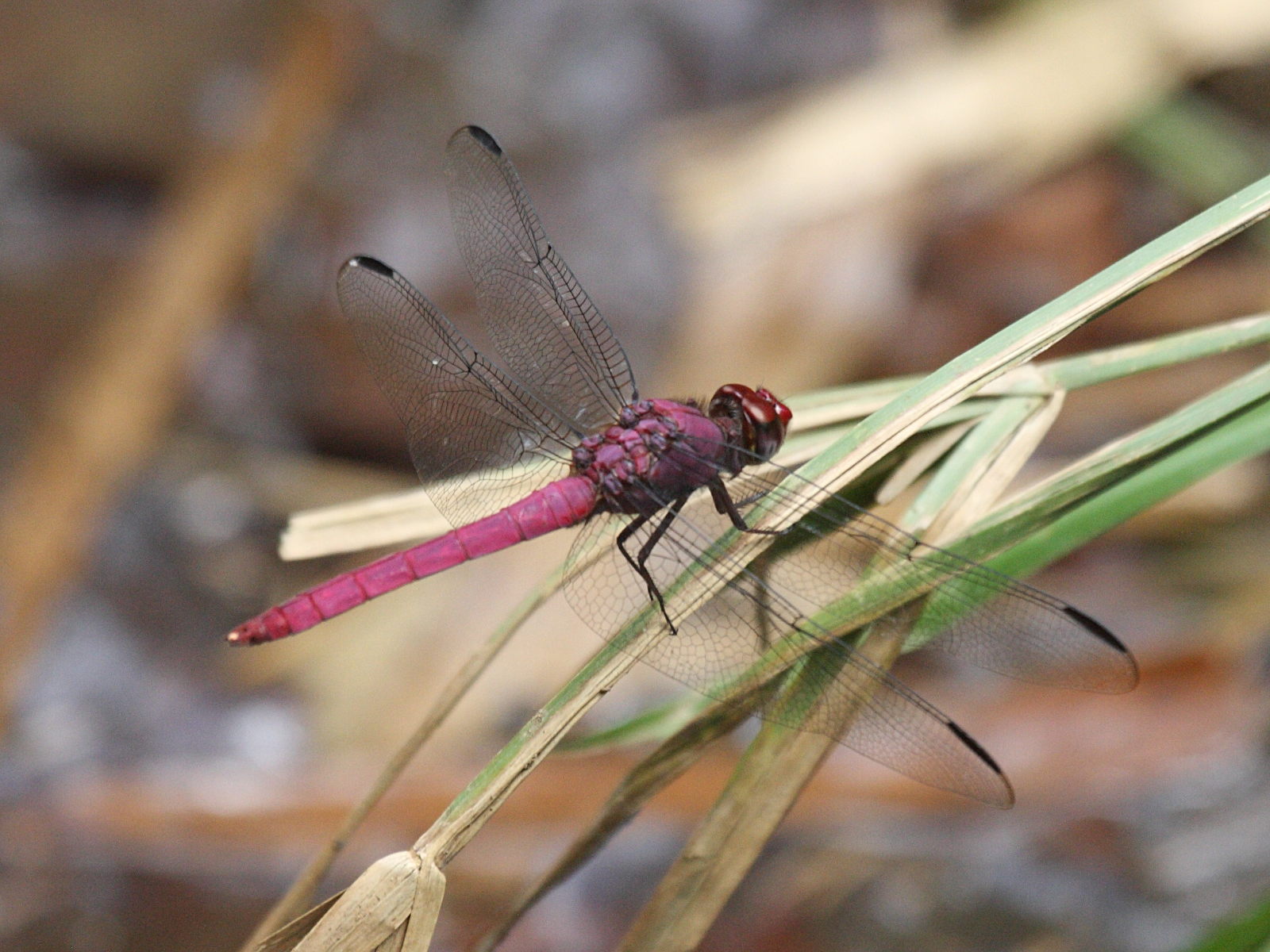 orthemis_macrostigma1bd