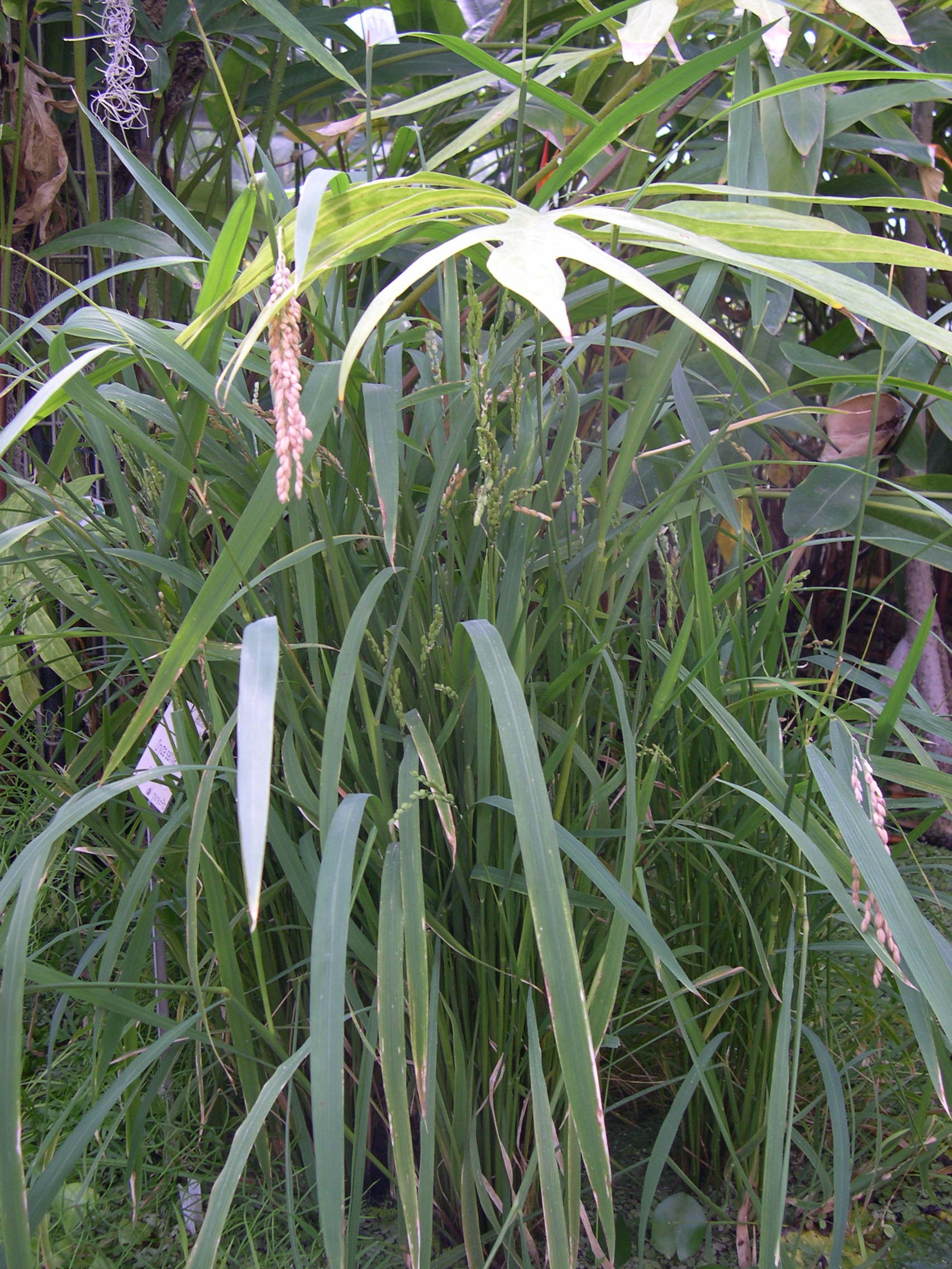 oryza_sativa3md