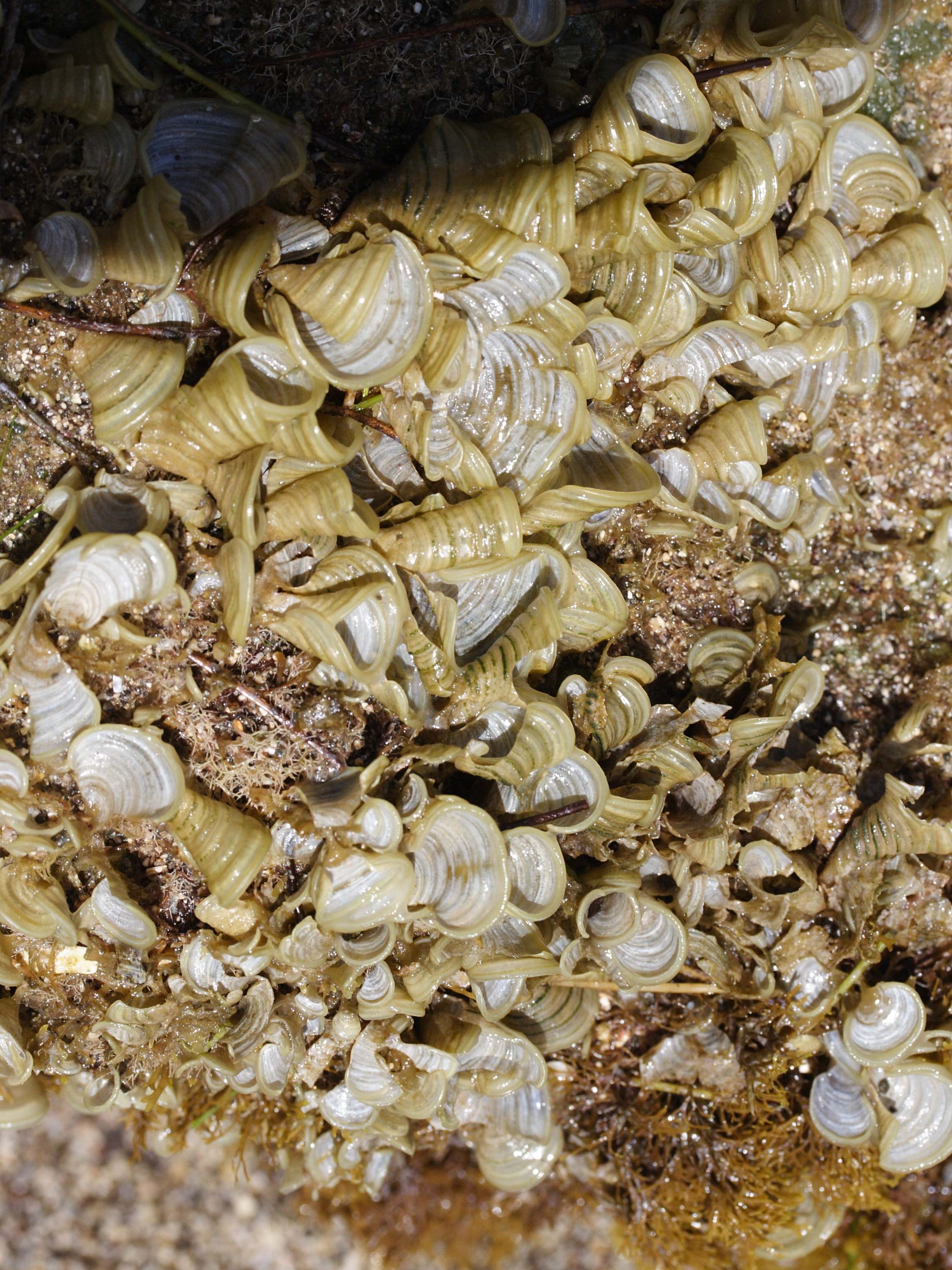 Afficher le média padina_jamaicensis2md padina_jamaicensis2md