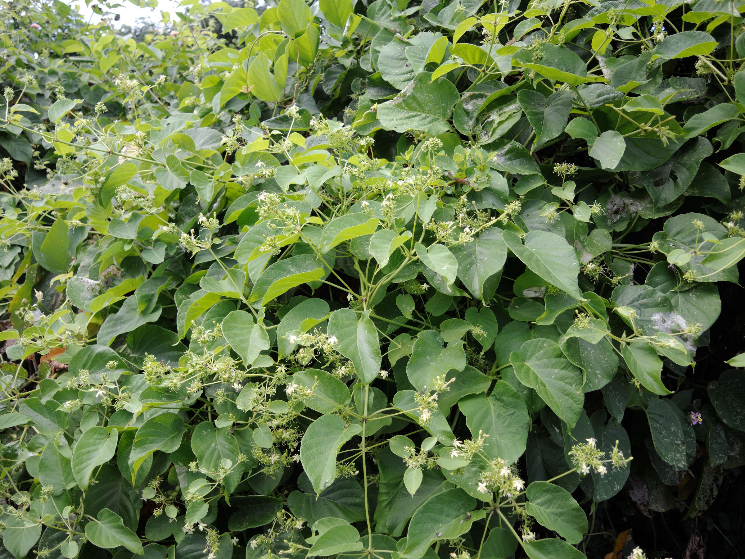 paederia_bojeriana1md