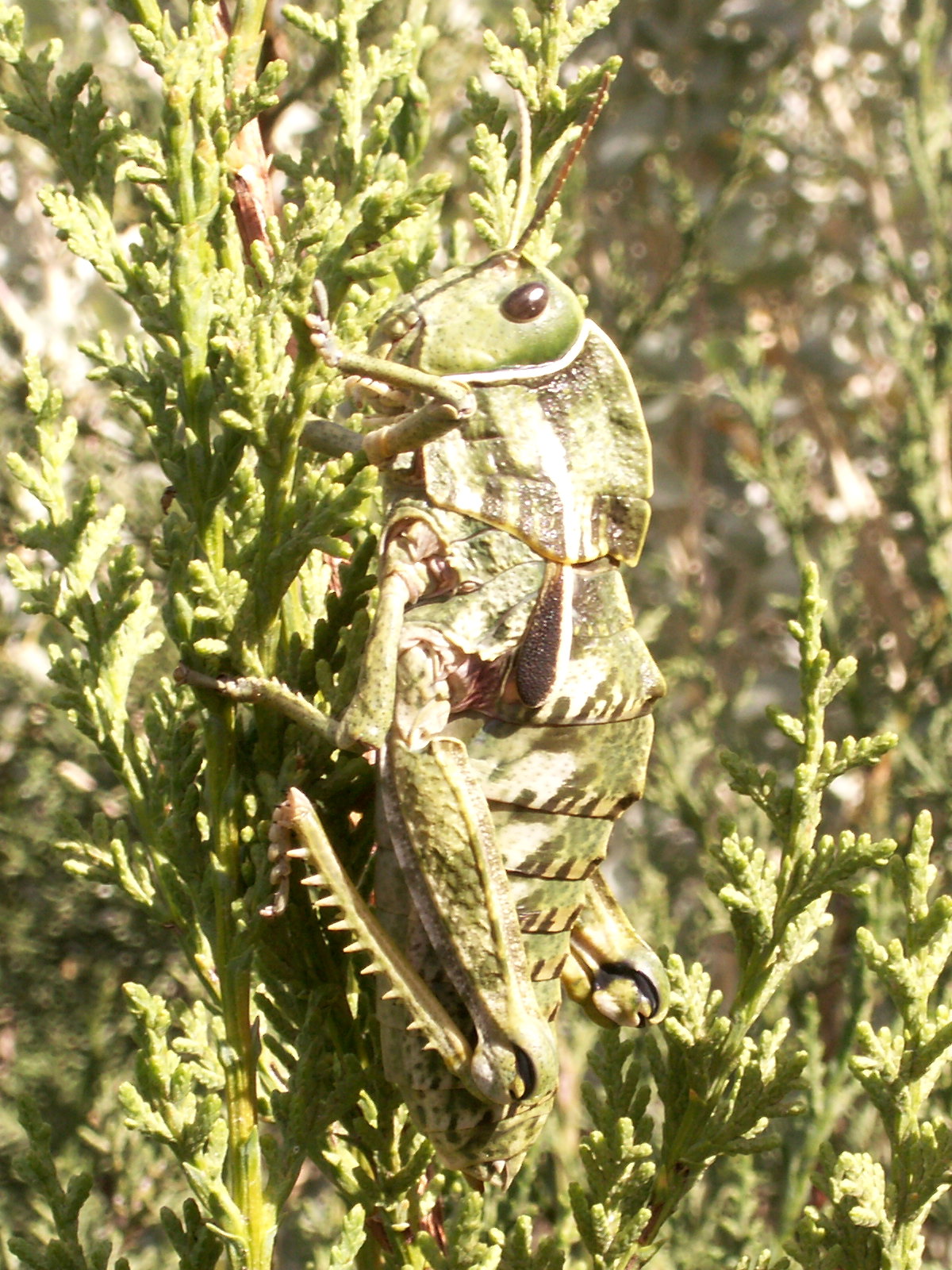 pamphagus_marmoratus2md