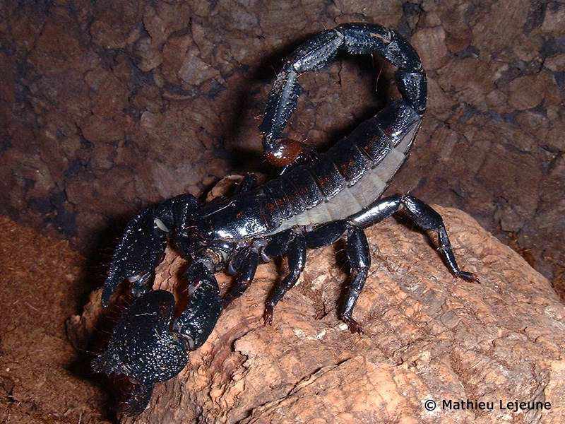 pandinus_imperator3ml