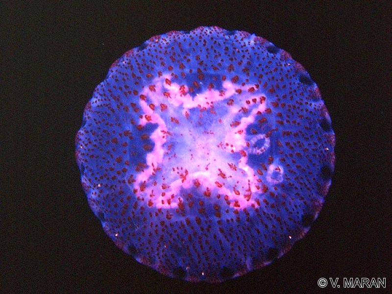 pelagia_noctiluca1vm