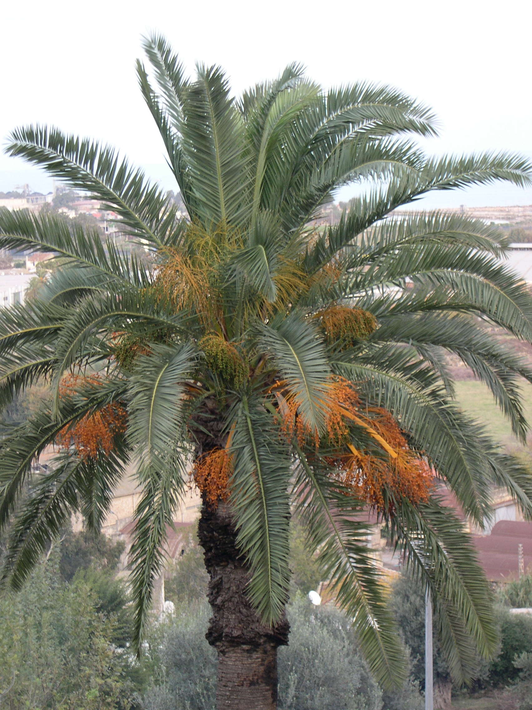 phoenix_canariensis2md