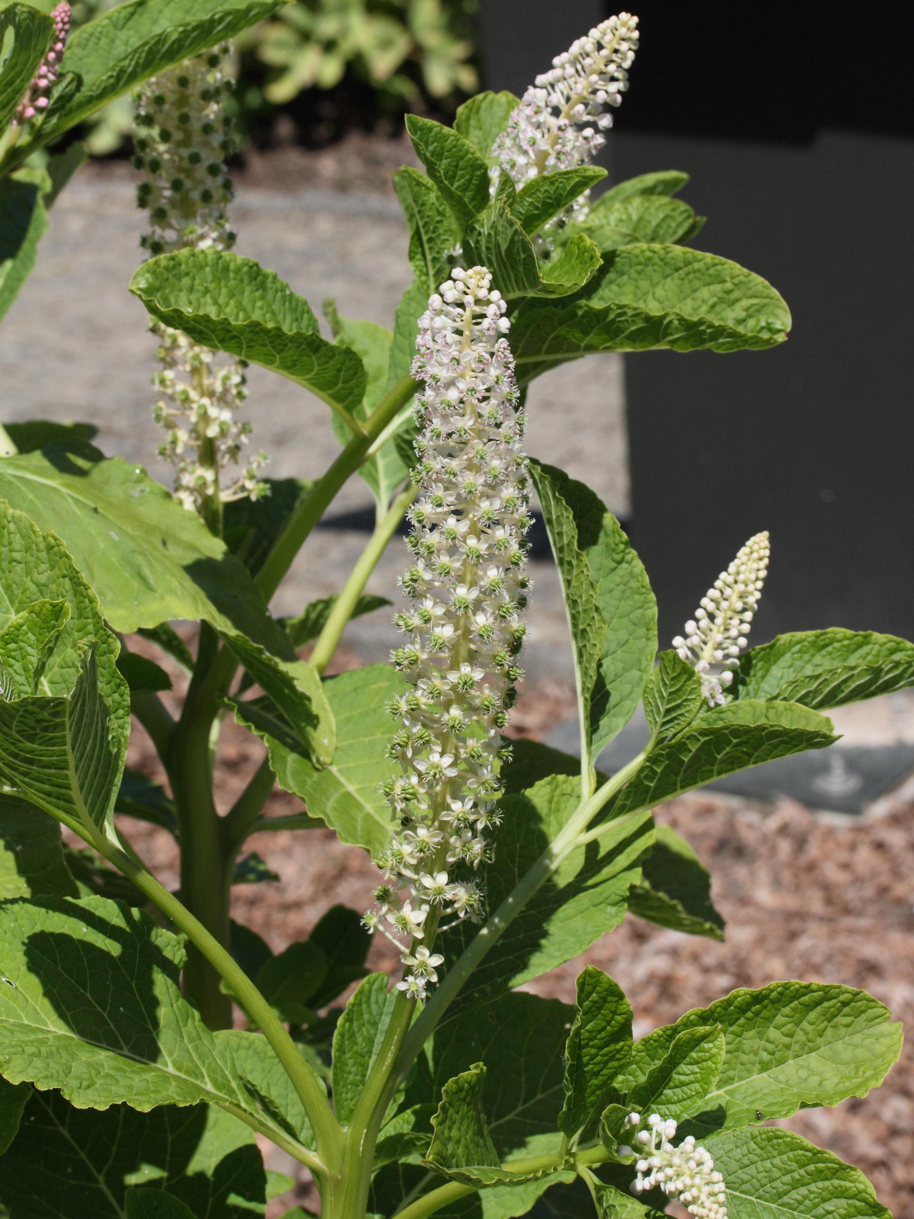 phytolacca_acinosa2md