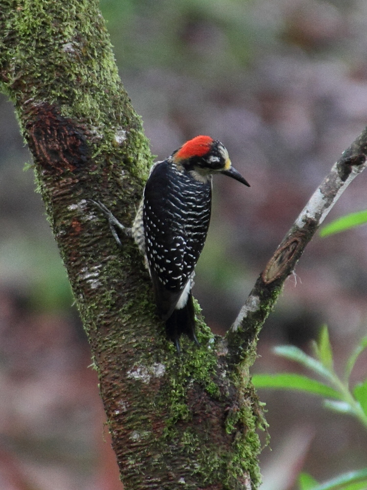 pic_de_pucheran_-_melanerpes_pucherani3md