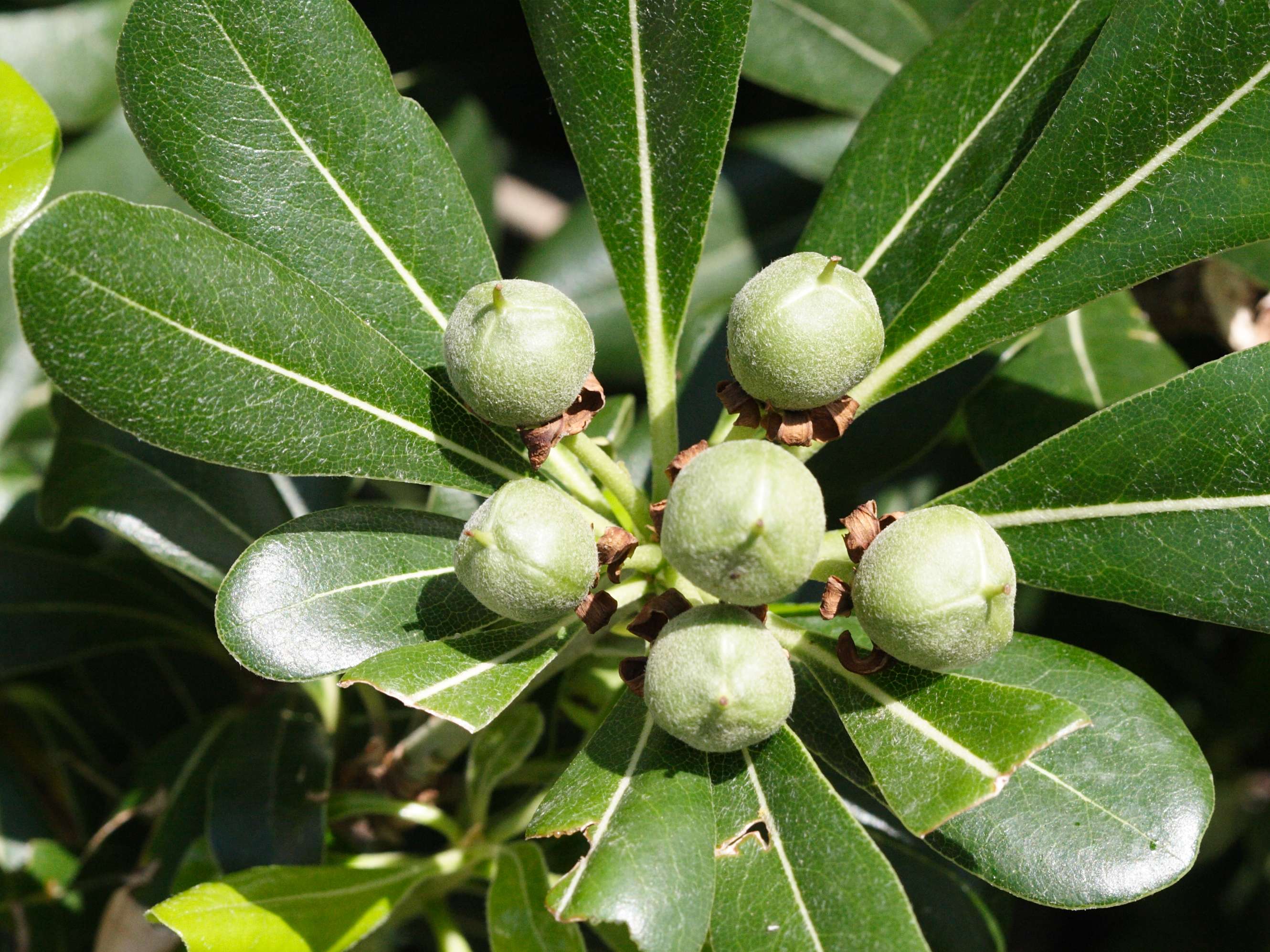 Afficher le média pittosporum_tobira6md pittosporum_tobira6md