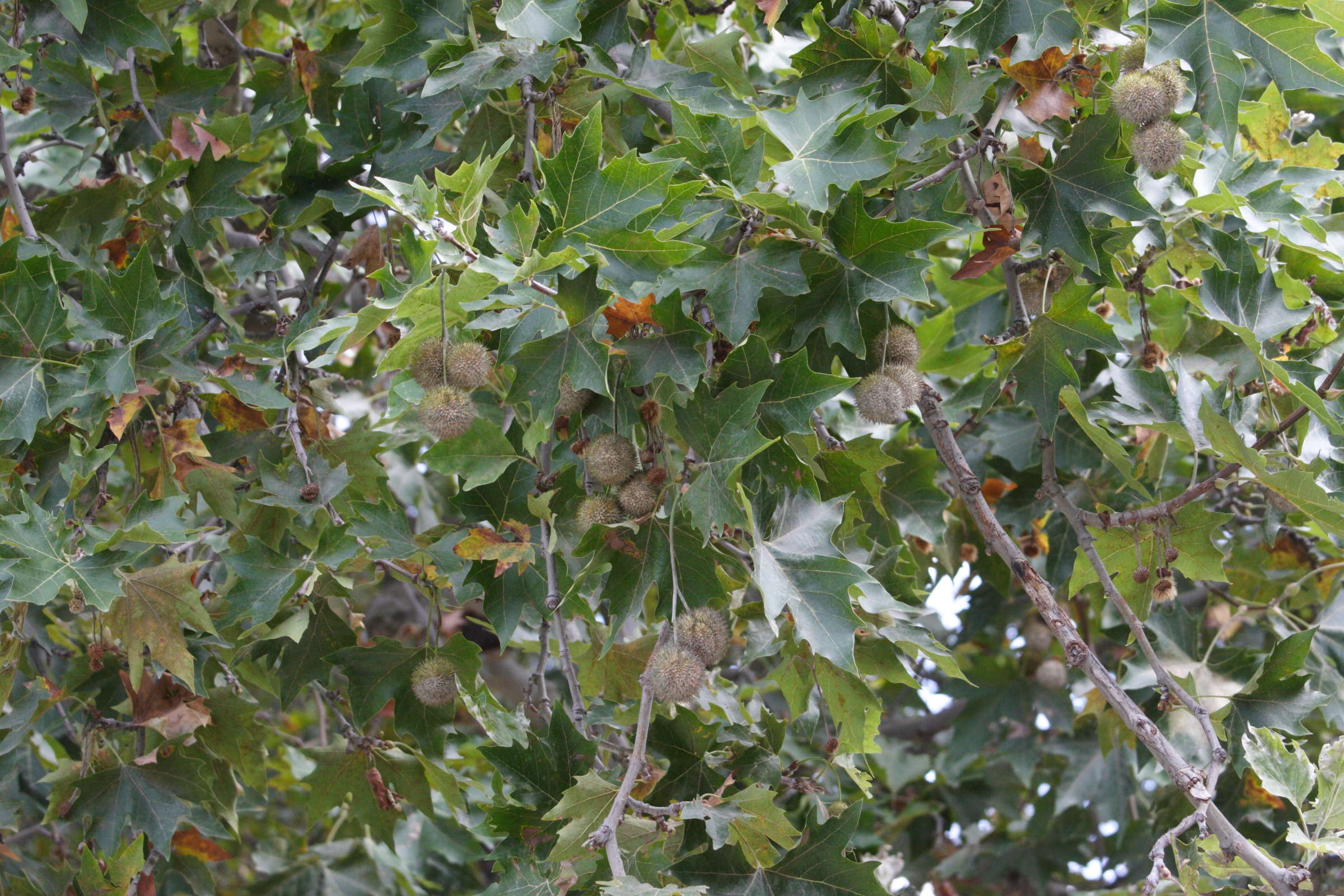 platanus_orientalis3md