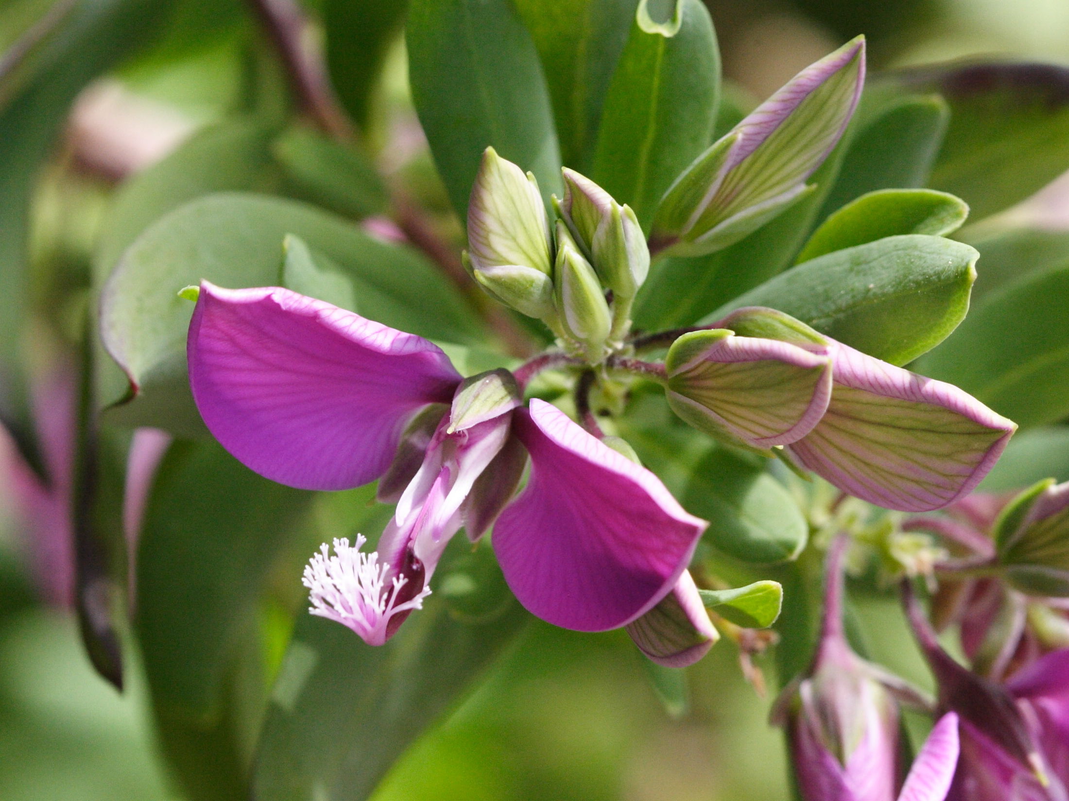 Afficher le média polygala_myrtifolia2md polygala_myrtifolia2md