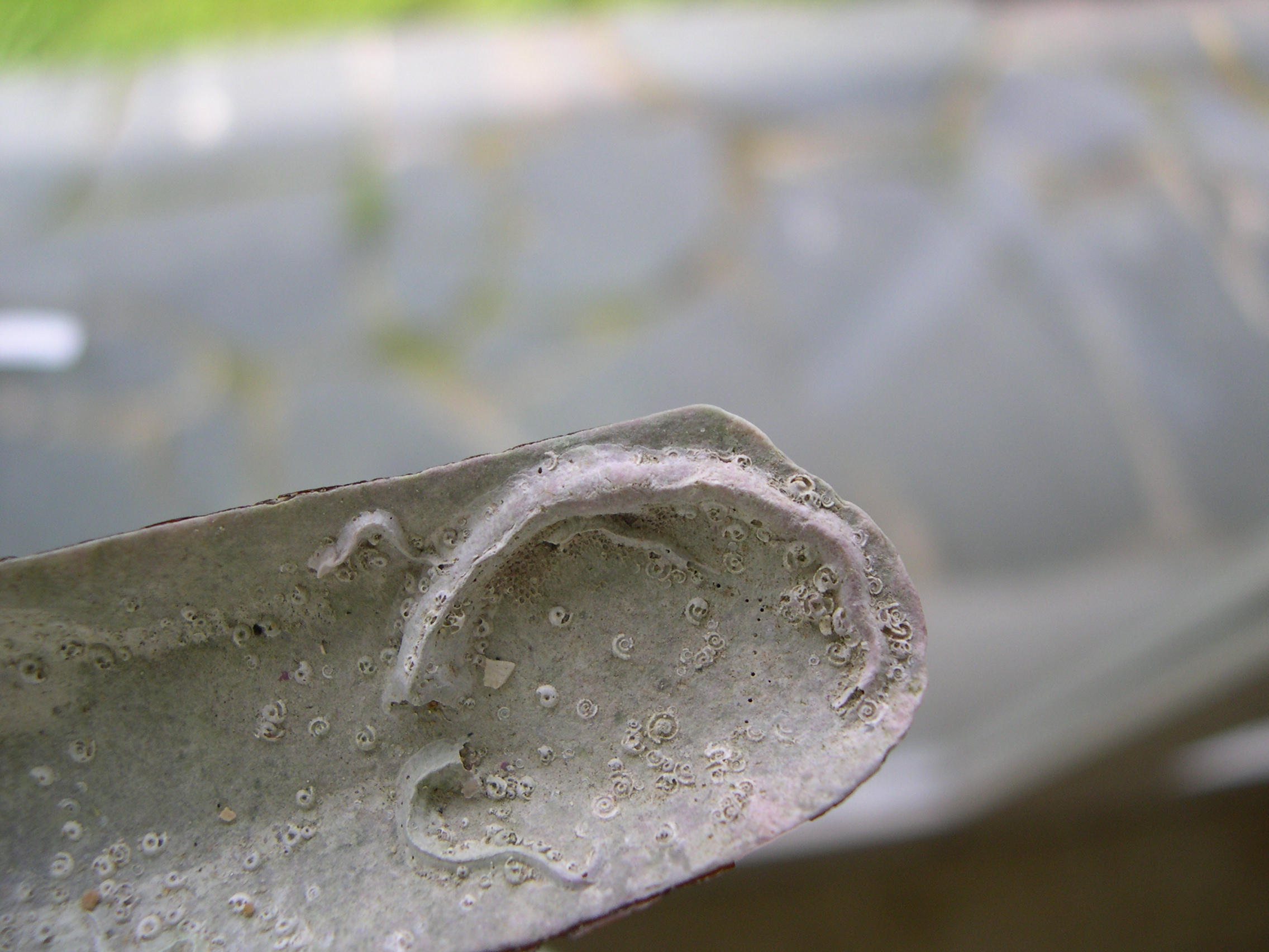 Afficher le média pomatoceros_triqueter2md pomatoceros_triqueter2md