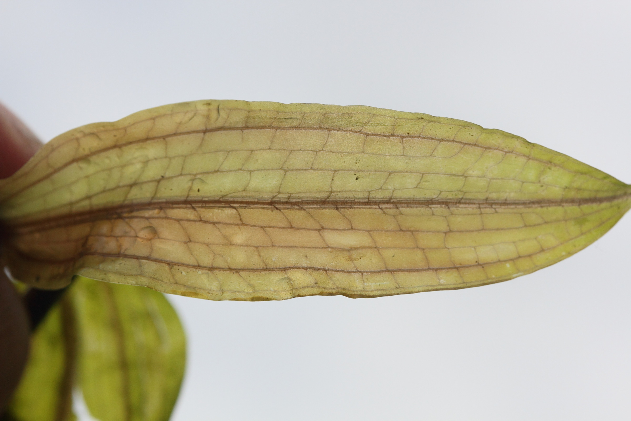 potamogeton_praelongus2md