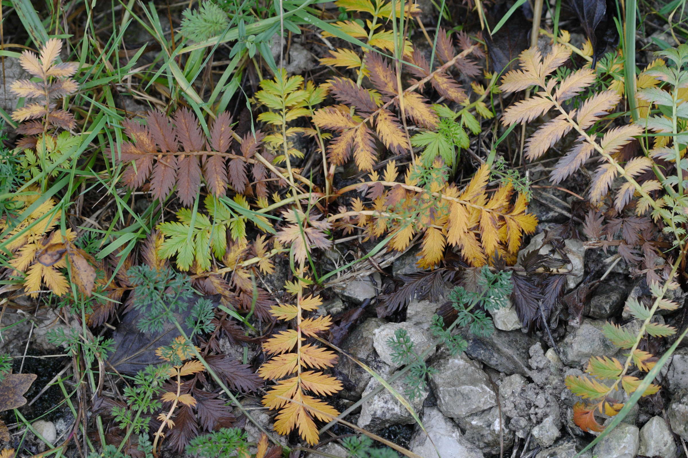 potentilla_anserina8md