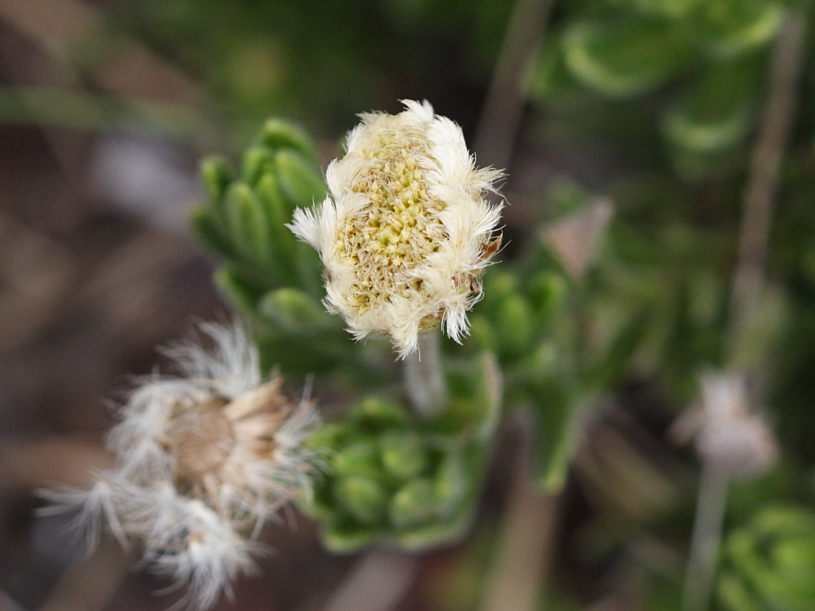 psiadia_callocephala3bd