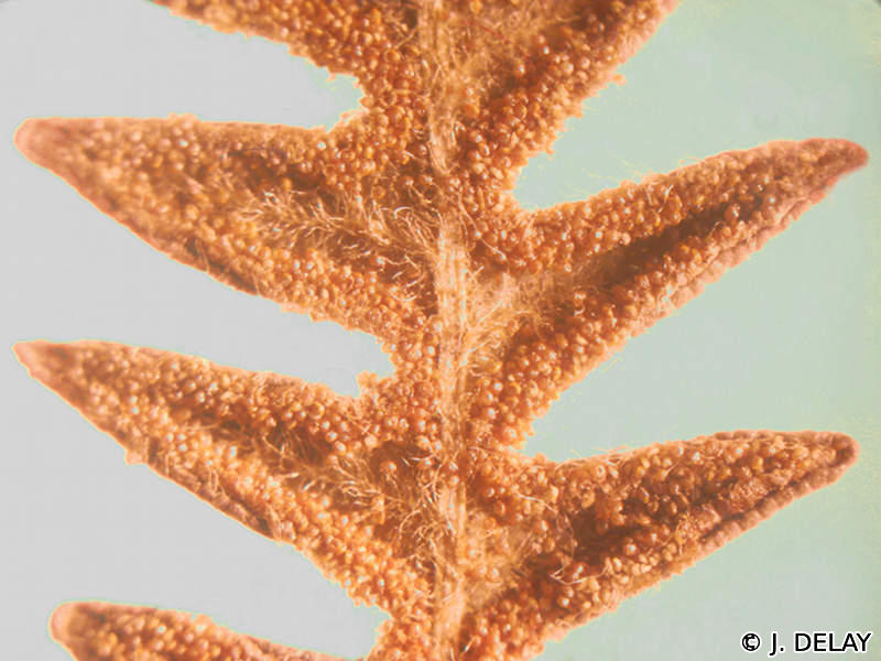 pteridium_aquilinum5jd