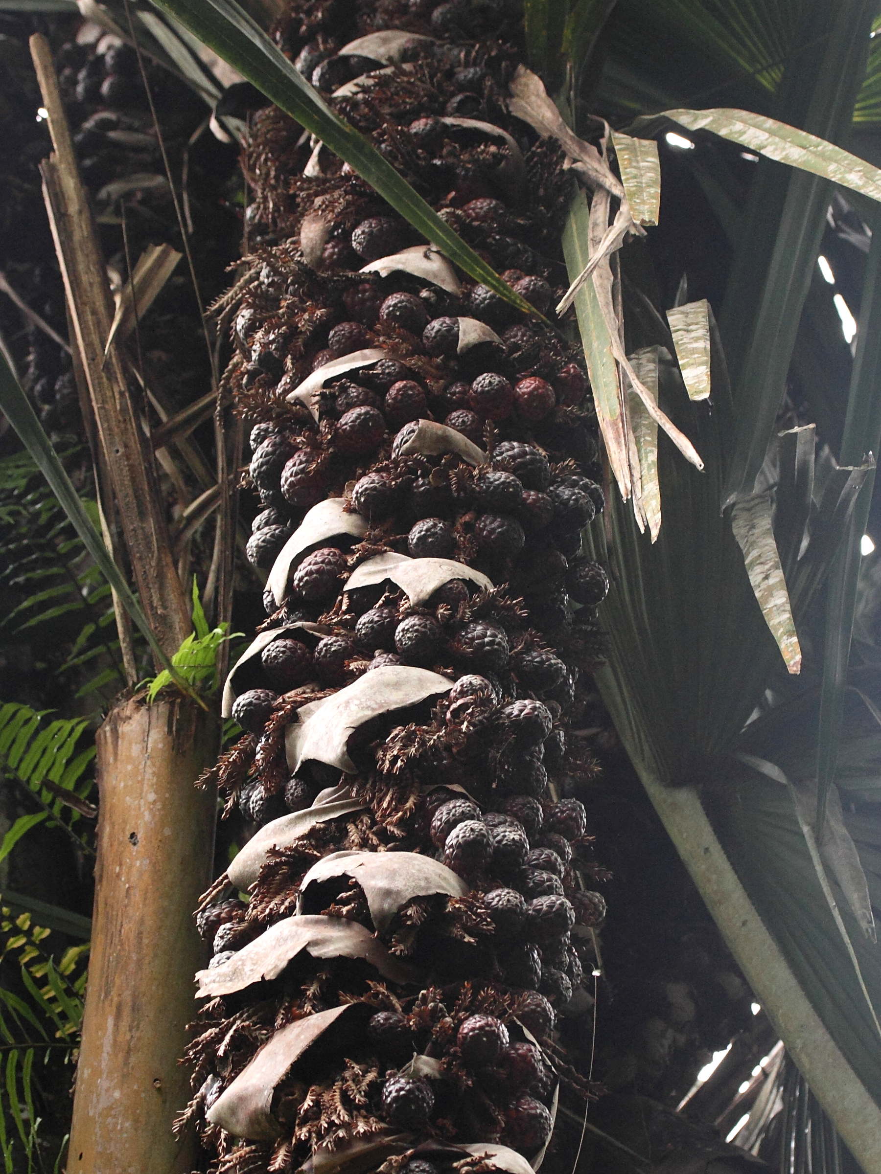 raphia_farinifera6md