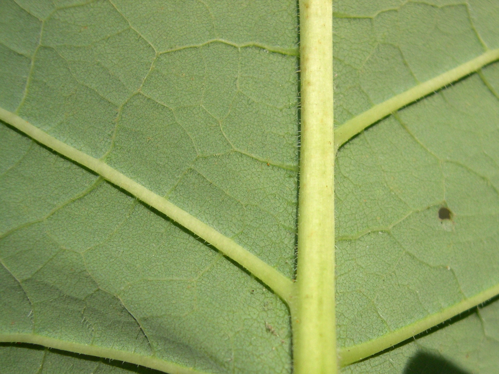 reynoutria_x_bohemica3md