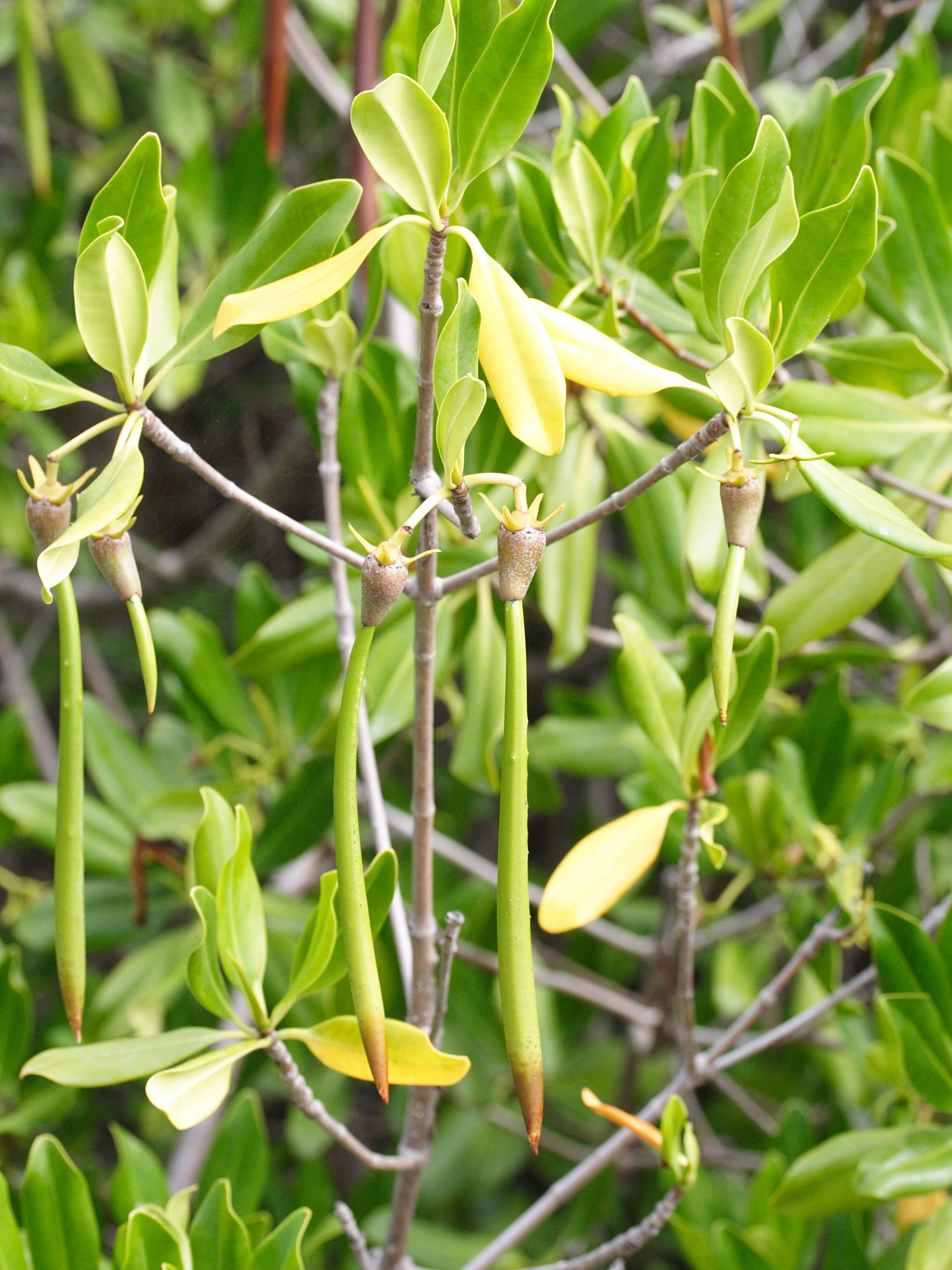 rhizophora_mangle8md