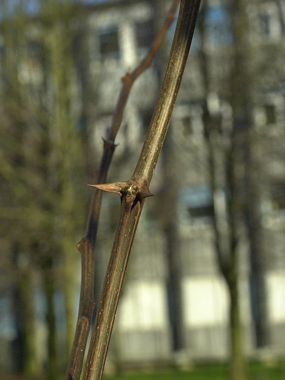 Afficher le média Robinia_pseudoacacia Robinia_pseudoacacia